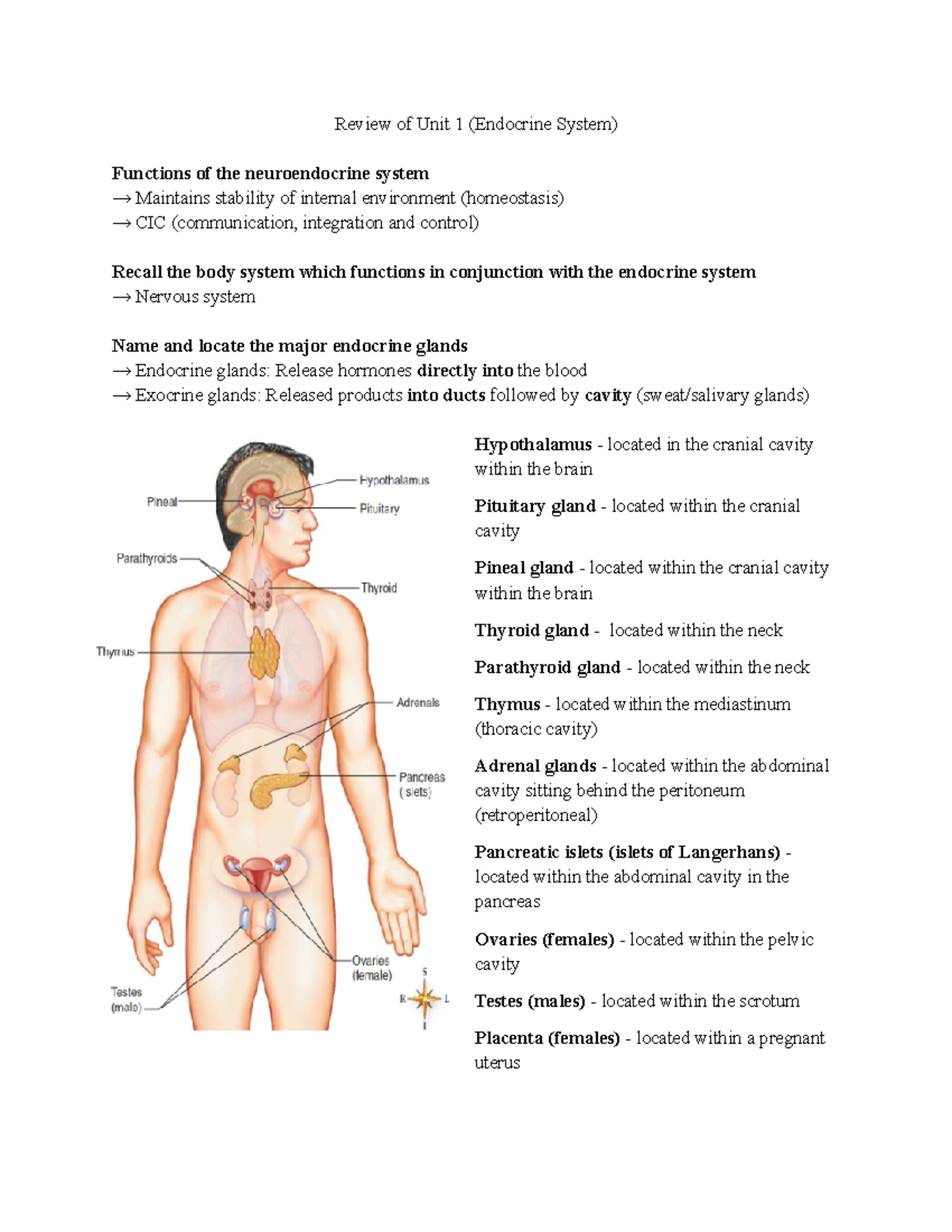 Unit 1 Endocrine System - Review of Unit 1 (Endocrine System) Functions ...