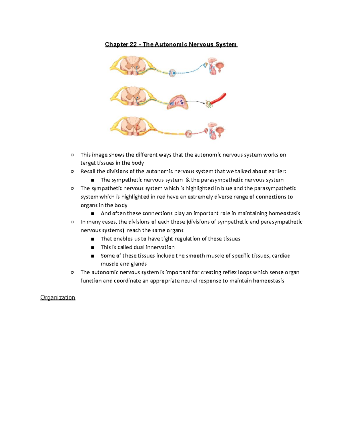 Chapter 22 - The Autonomic Nervous System - Produce Cooperative effects ...