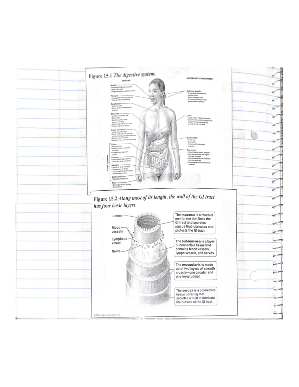 digestive-system-figure-15-the-digestive-system-accessory-structures