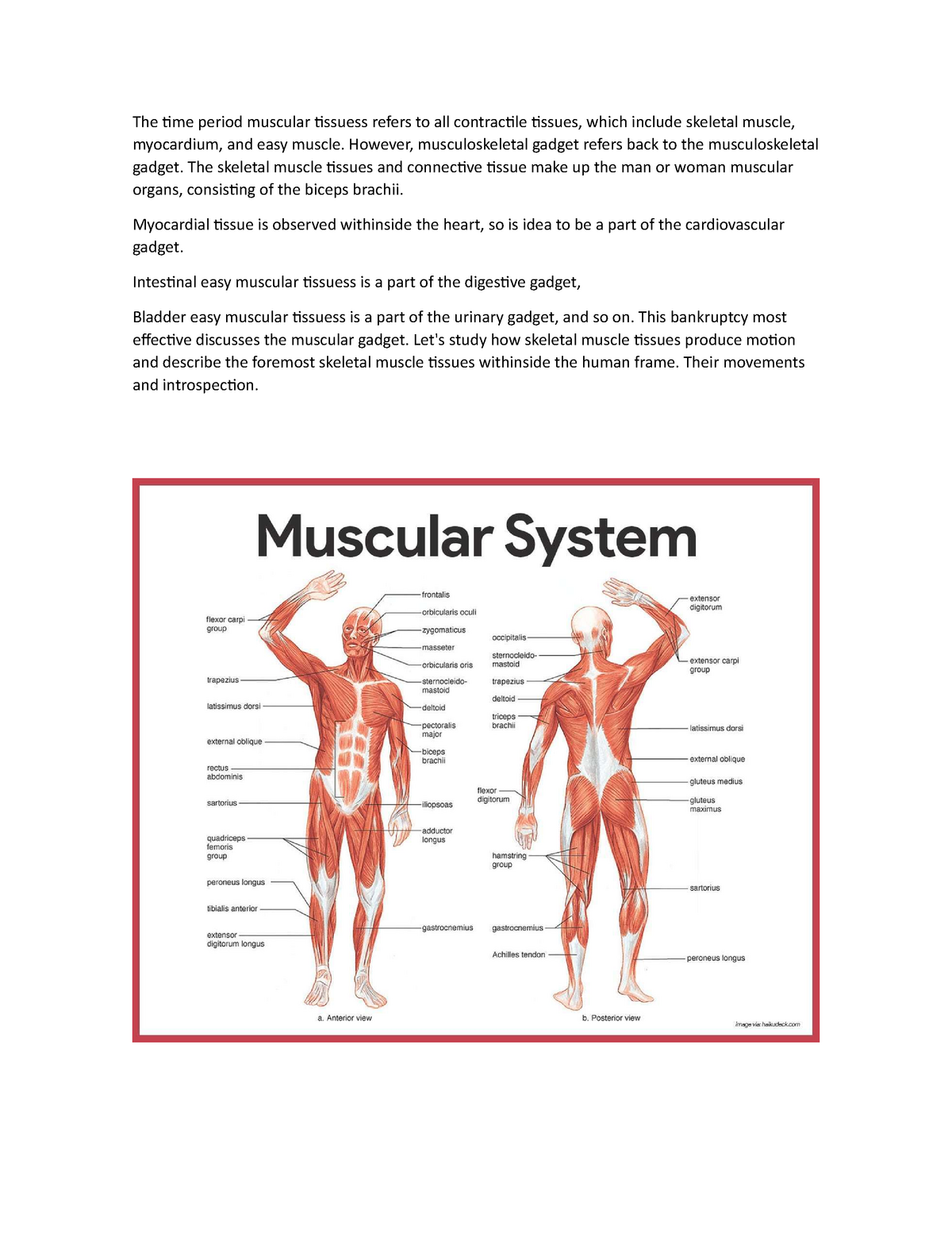 The time period muscular tissuess refers to all contractile tissues ...