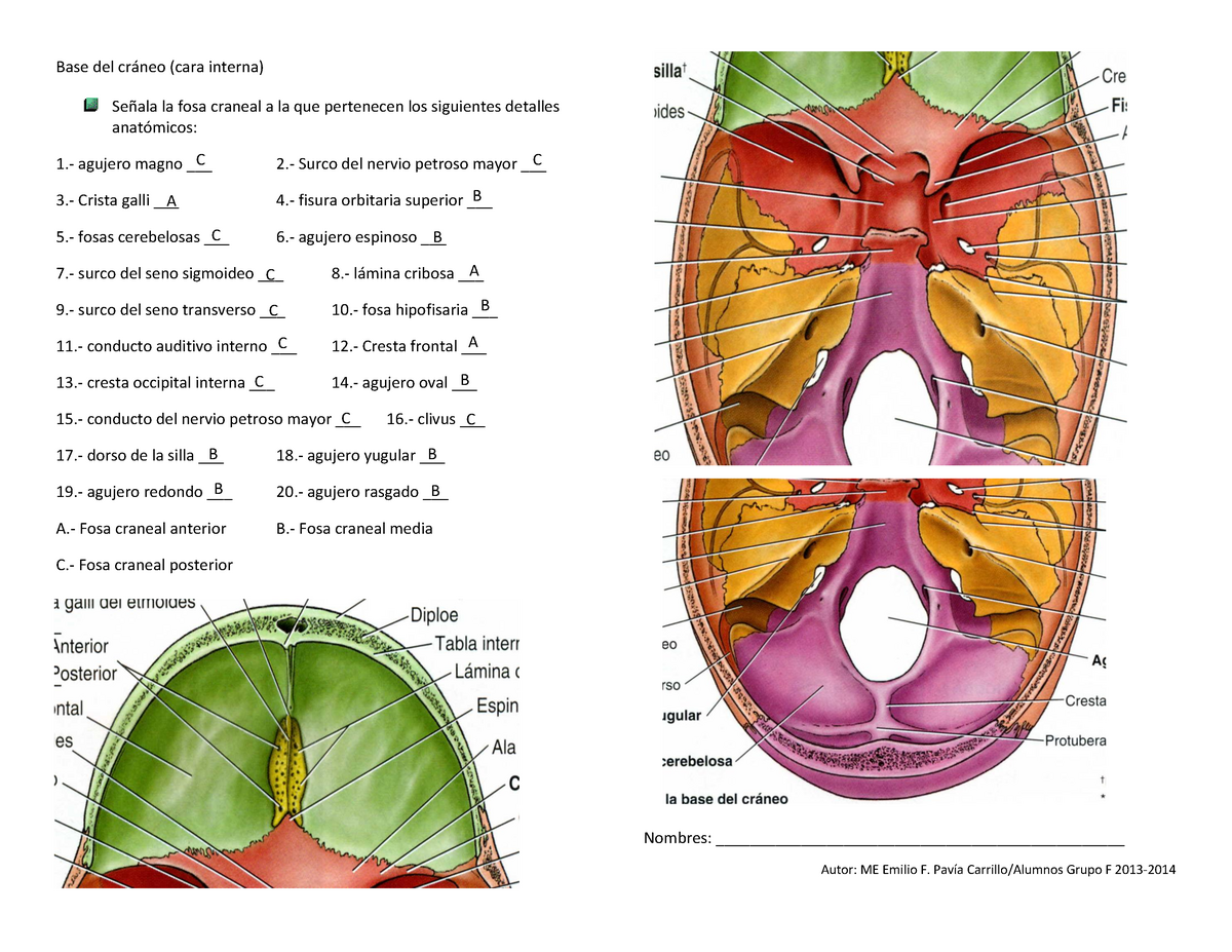 fosa craneal posterior