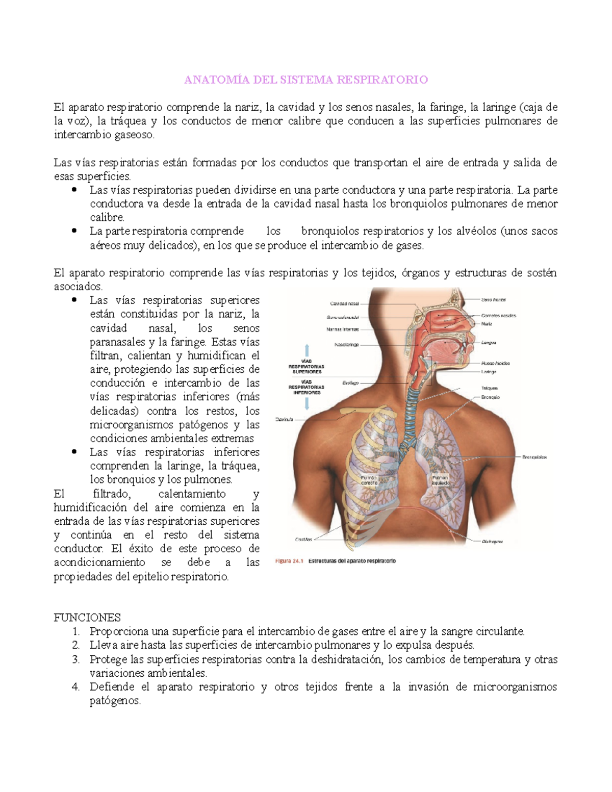 Anatom A Respiratorio ANATOM A - Thumb 1200 1553 