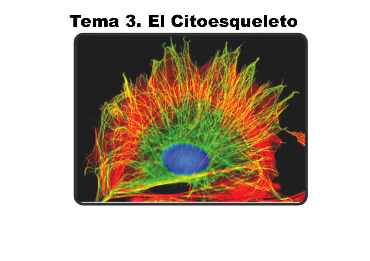 3. Citoesqueleto - Resum Citología E Histología - Tema 3. El ...