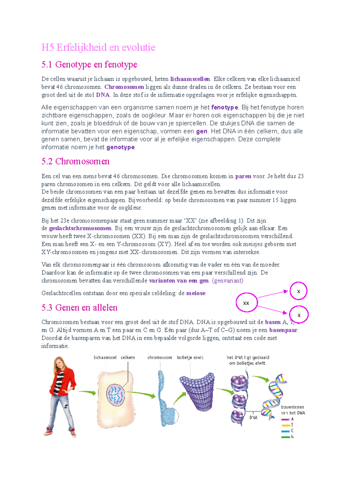 H5 Erfelijkheid En Evolutie - Elke Celkern Van Elke Lichaamscel Bevat ...