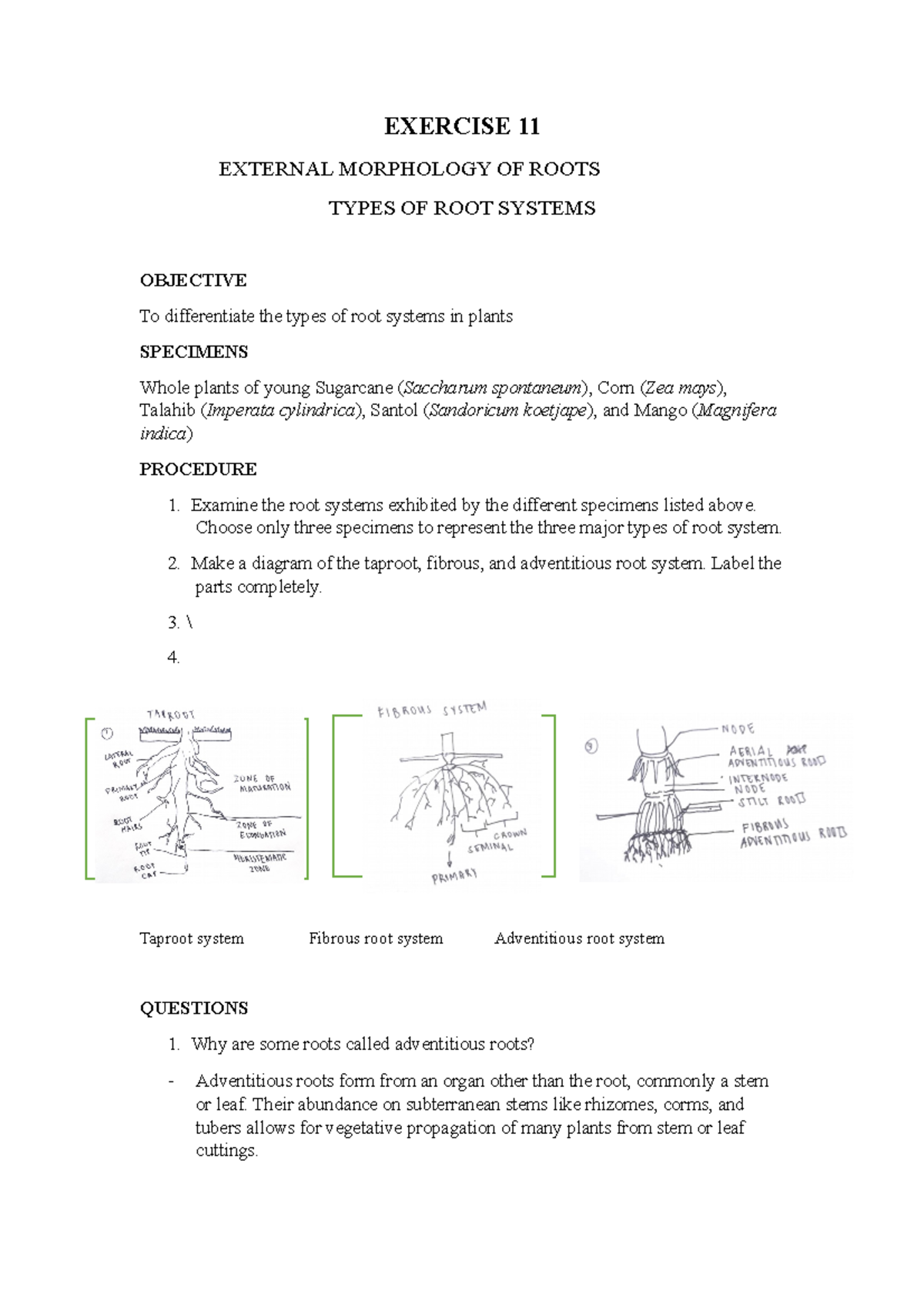 exercise-11-botany-lab-new-exercise-11-external-morphology-of-roots