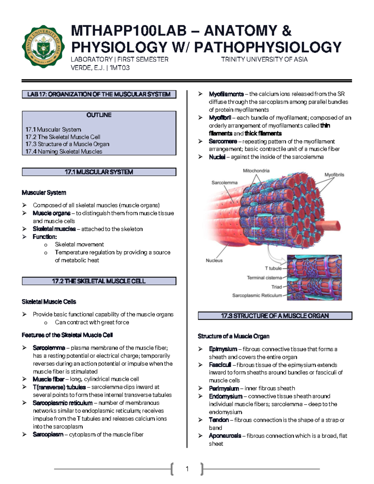 Mthapp 100LAB LAB 17 Organization OF THE Muscular System - MTHAPP100LAB ...
