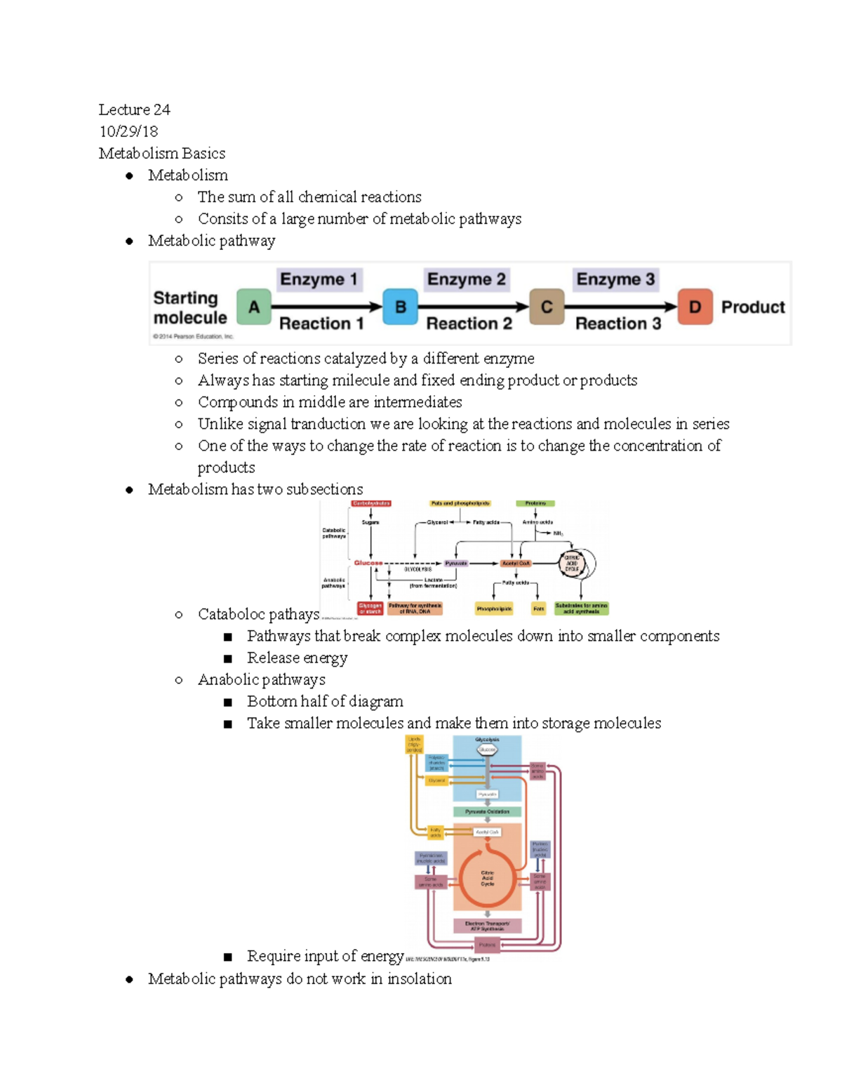 Bio 1 Lec 24 - Lecture Notes 24 - Lecture 24 10/29/ Metabolism Basics ...