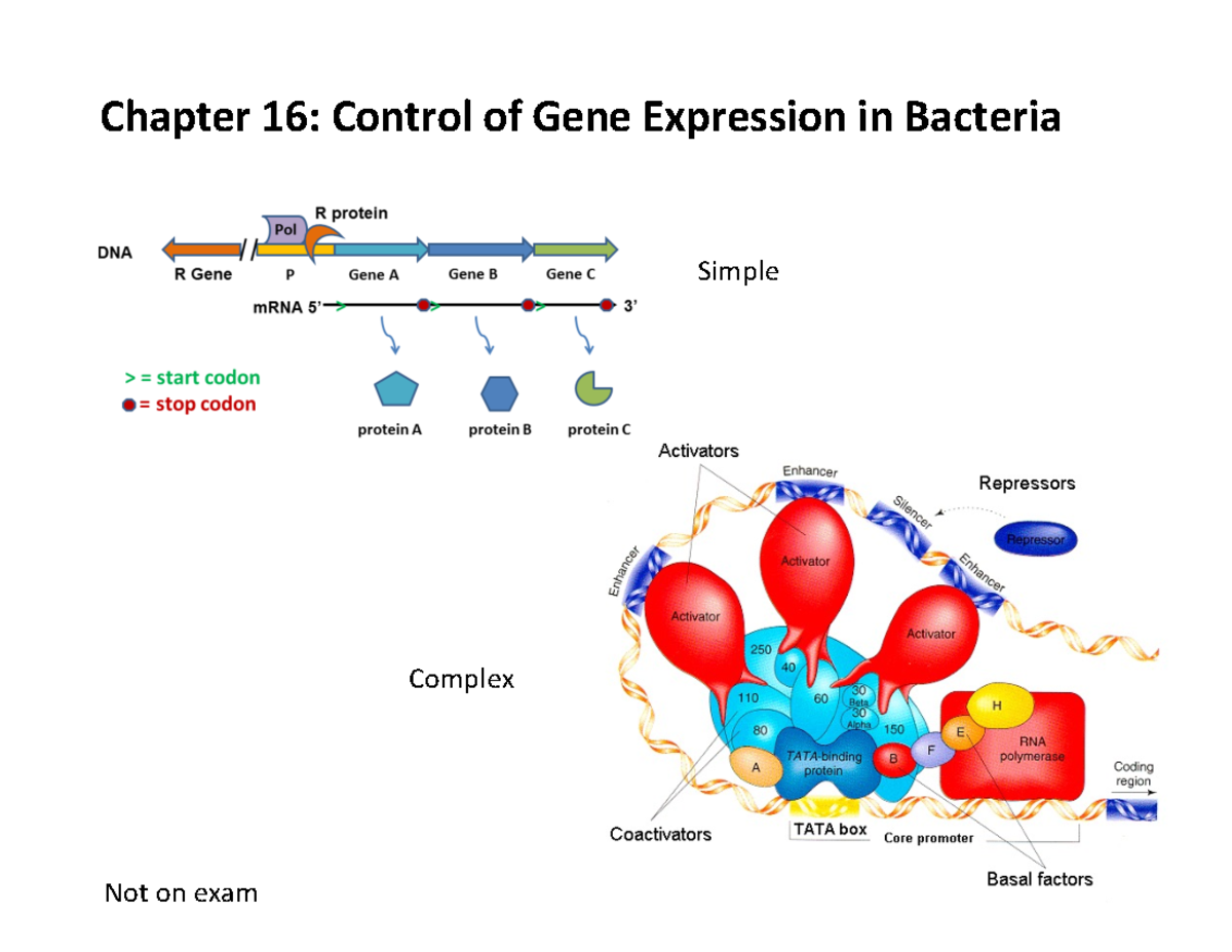 MBG2040-W24-Control Of Gene Expression In Bacteria - Chapter 16 ...