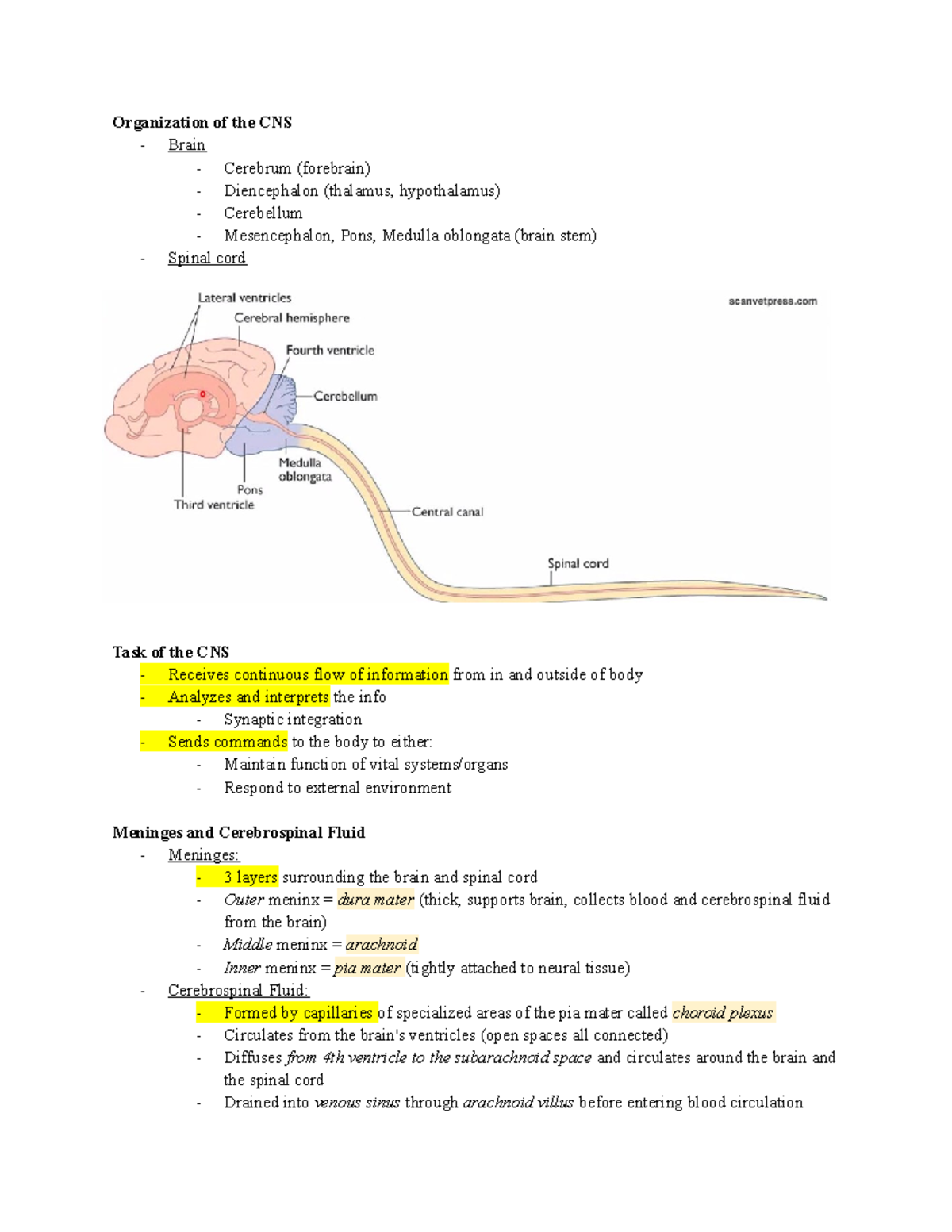 CNS - ANSC3080 - Organization of the CNS - Brain - Cerebrum (forebrain ...