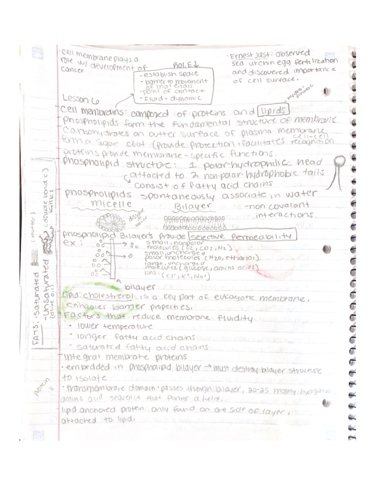 Lesson 6 (biol 1105) - BIOL1105 - Studocu