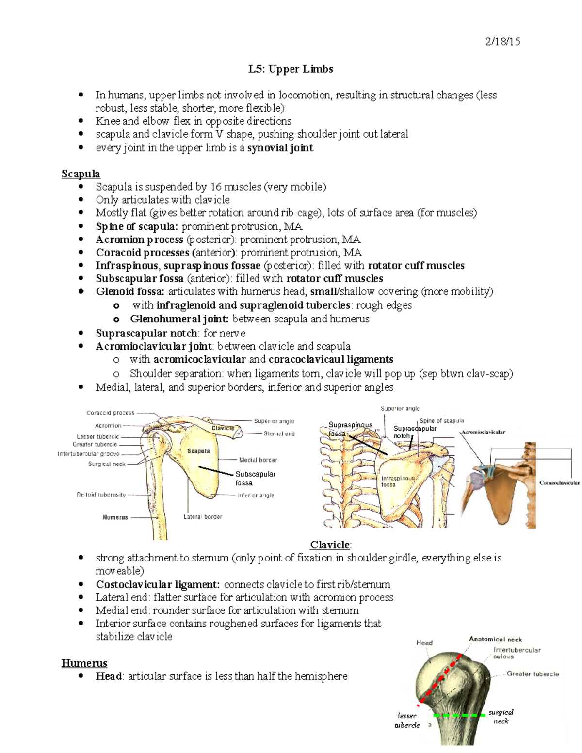 L5 Upper Limbs - Lecture notes 5 - 2/18/15 L5: Upper Limbs In humans ...