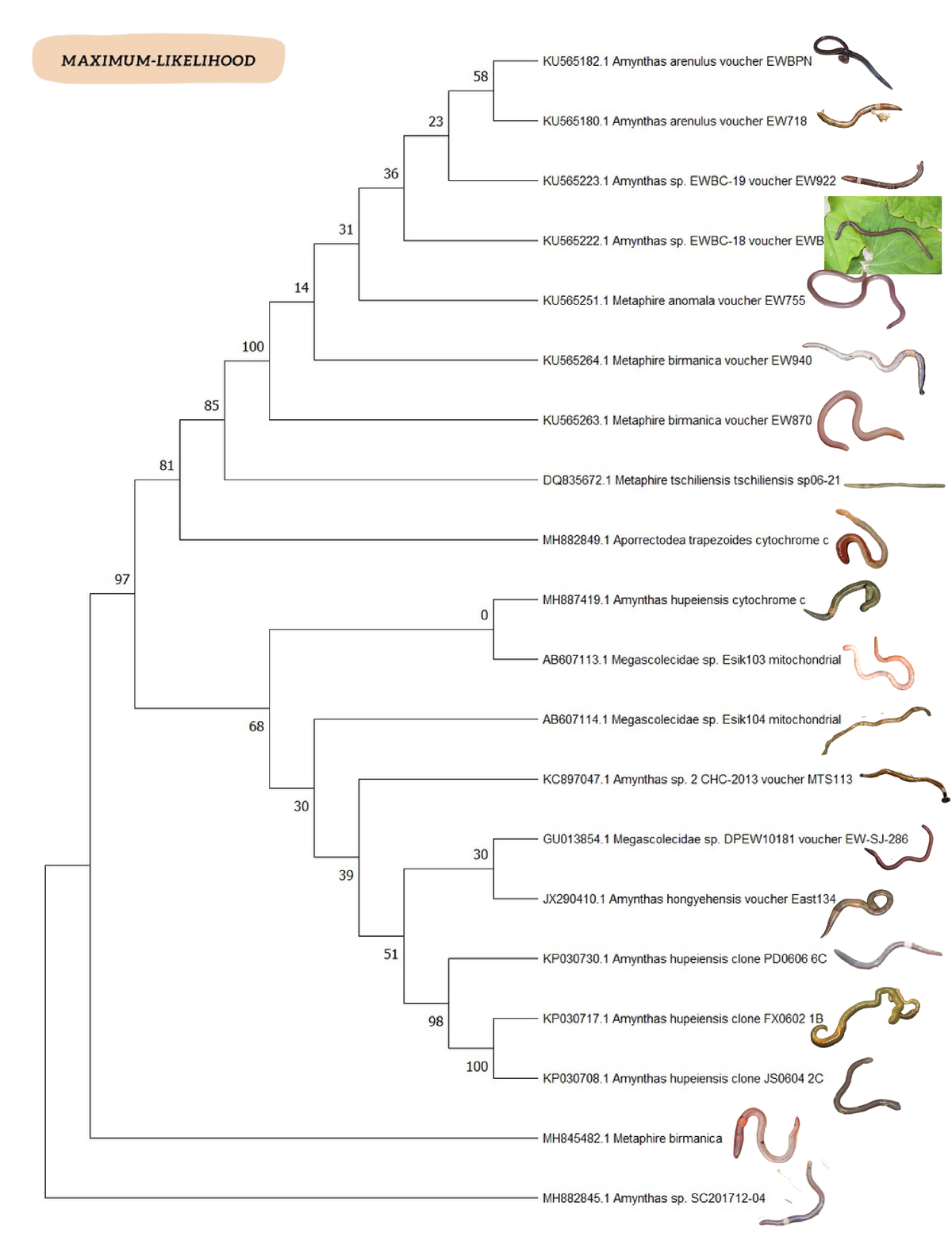 essay about phylogenetic tree