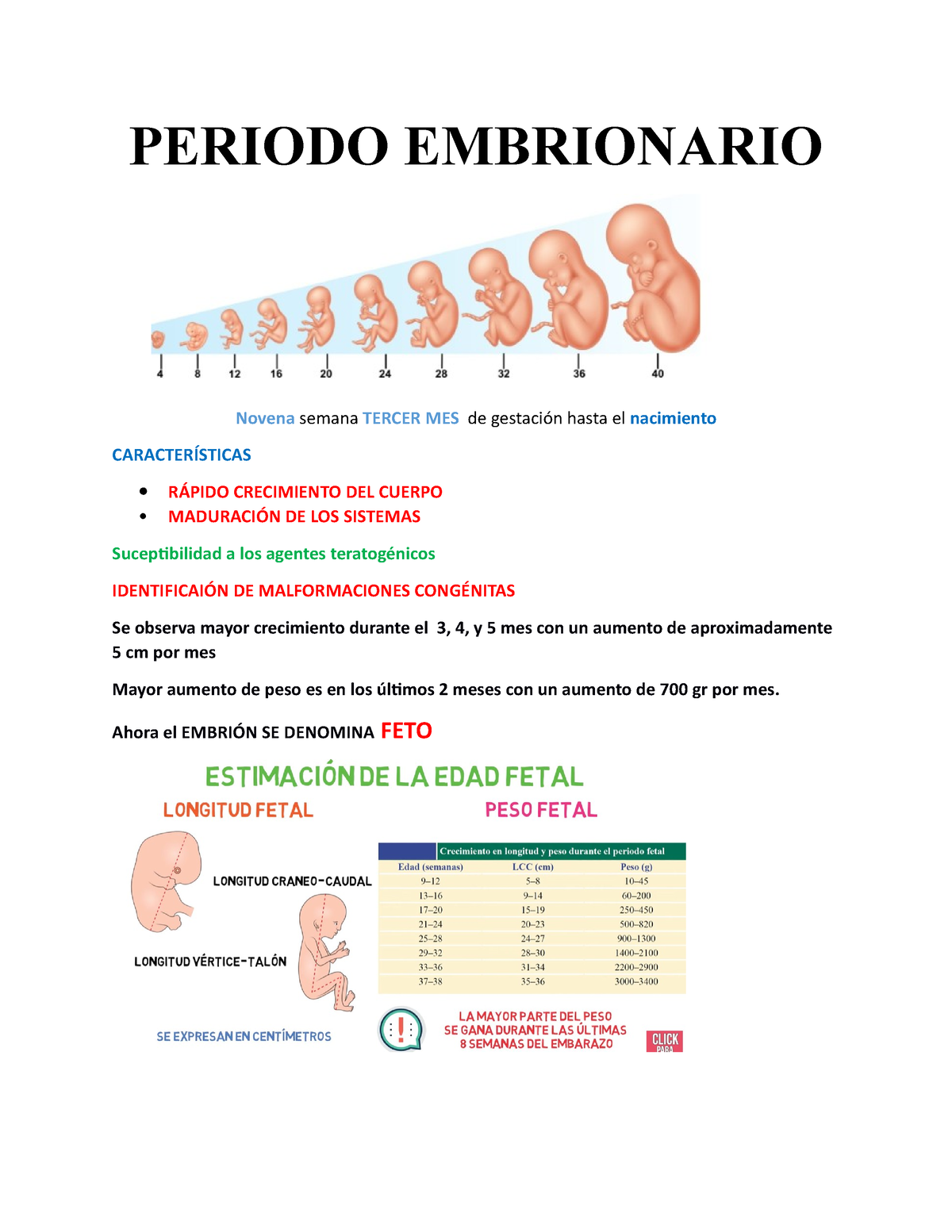 Periodo Fetal Periodo Embrionario Novena Semana Tercer Mes De Gestación Hasta El Nacimiento 