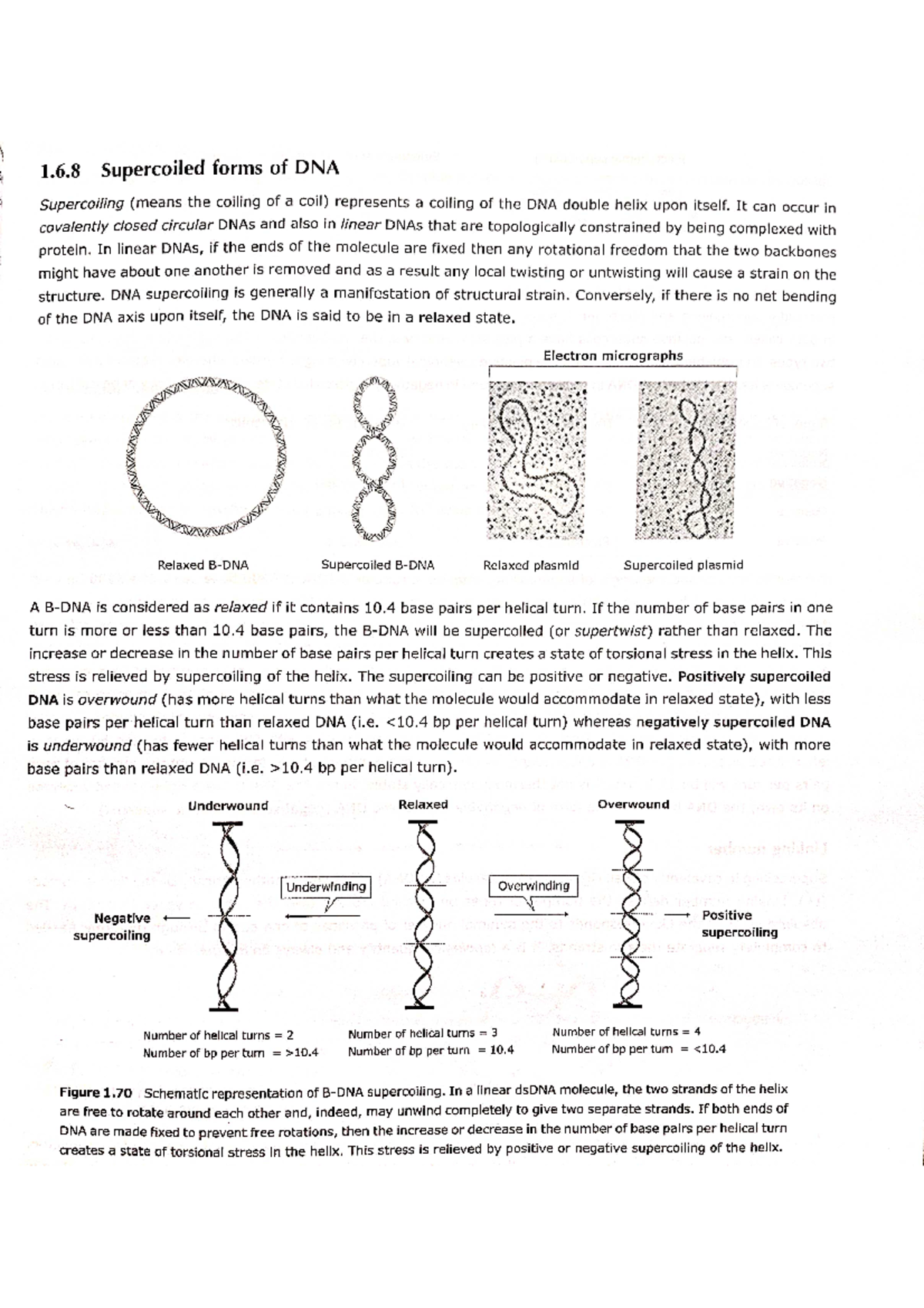 Supercoiled forms of DNA Cell biology Studocu