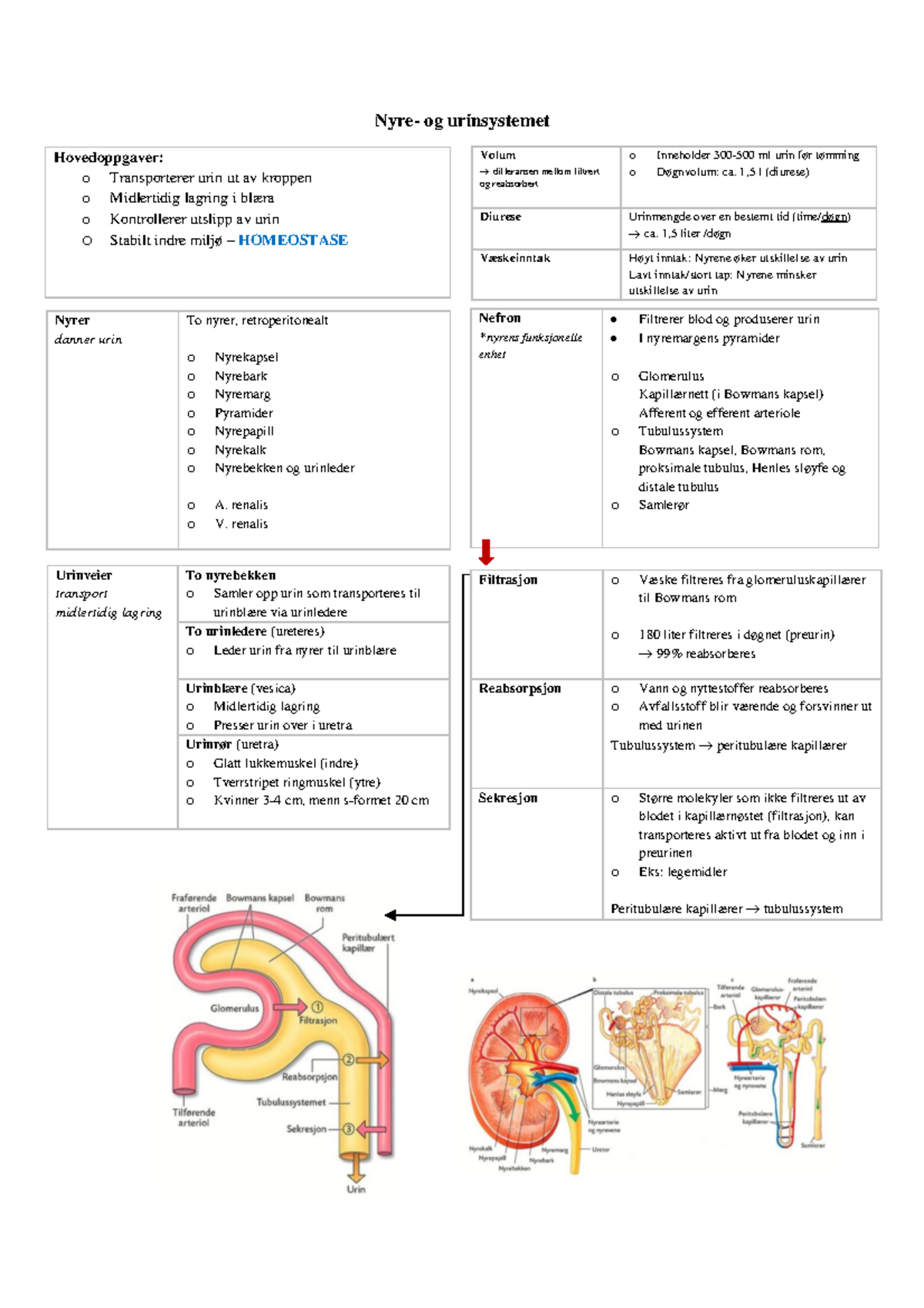 Nyre- og urinsystemet sammendrag - Helsefaglig emne I ...