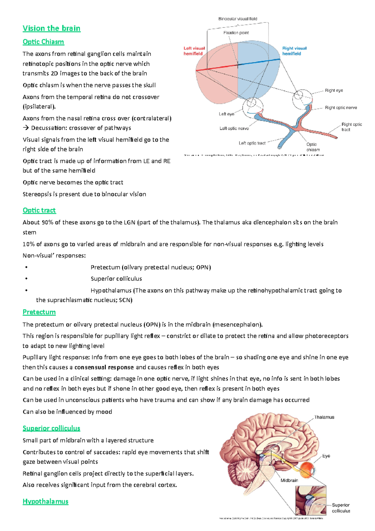 Lect 14 Vision The brain - Vision the brain Optic Chiasm The axons from ...