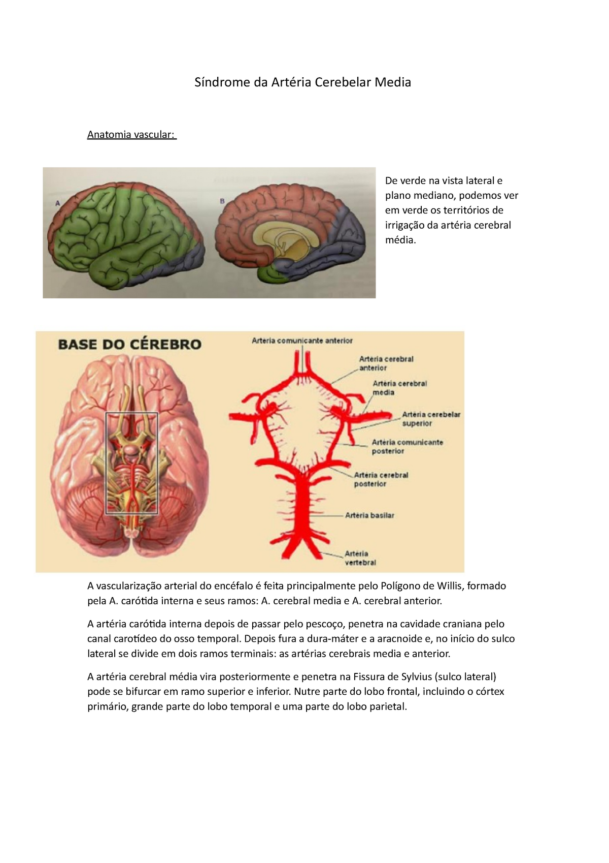 Art Ria Cerebelar Media S Ndrome Da Art Ria Cerebelar Media Anatomia Vascular De Verde Na