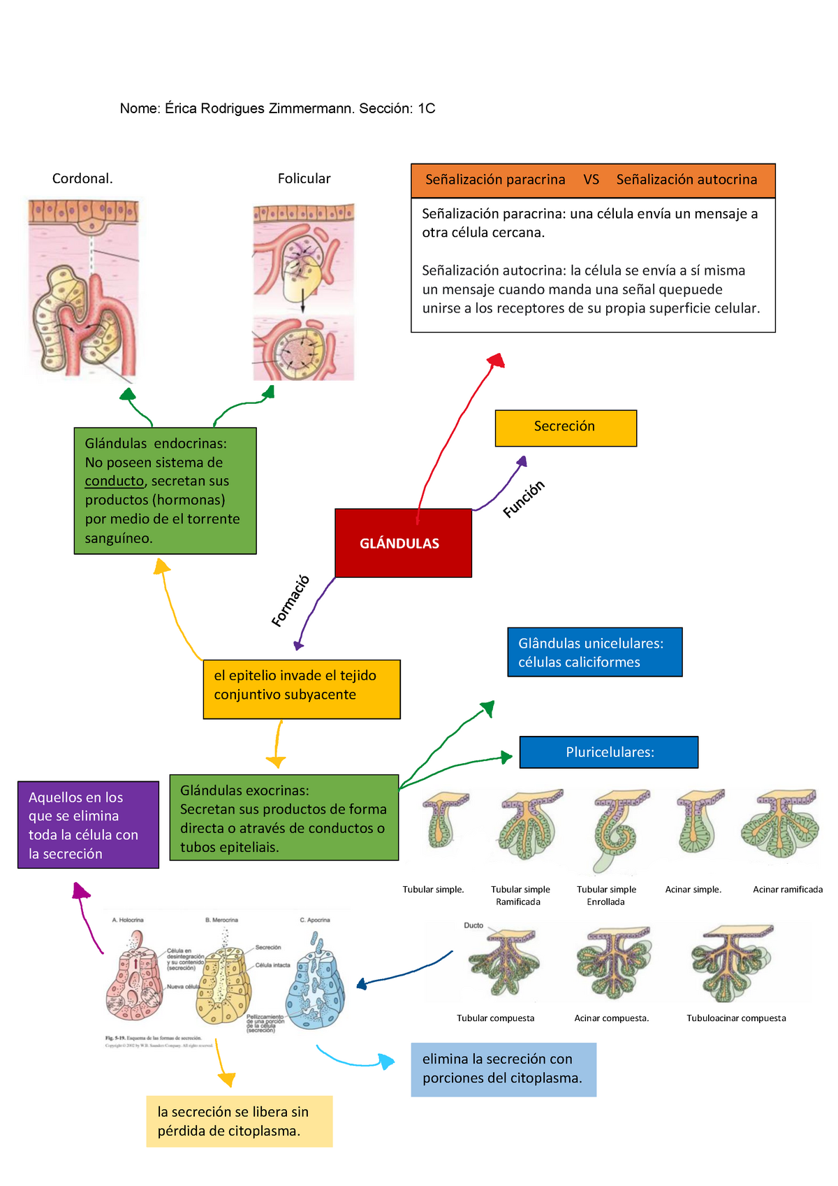 Mapa Conceptual De Glandulas Endocrinas Xili 