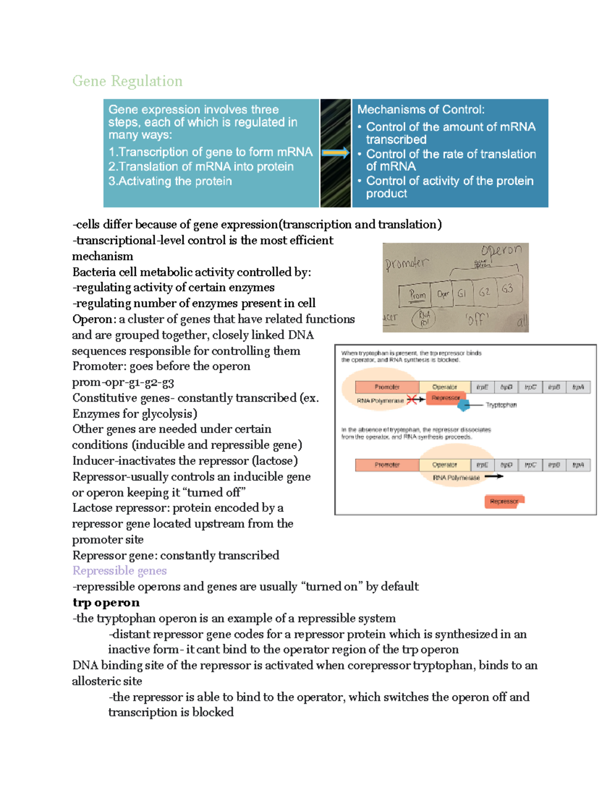 Gene Regulation 15 caskey, Bio1110 Gene Regulation cells differ