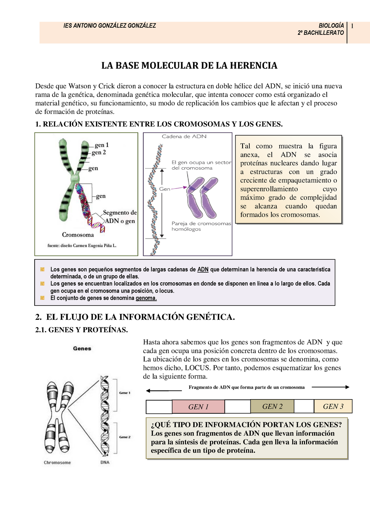 Tema 16 GenÉtica Molecular 2º Bachillerato 1 La Base Molecular De La