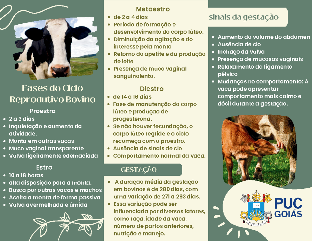 reprodu-o-bovina-sinais-da-gesta-o-gesta-o-proestro-2-a-3-dias