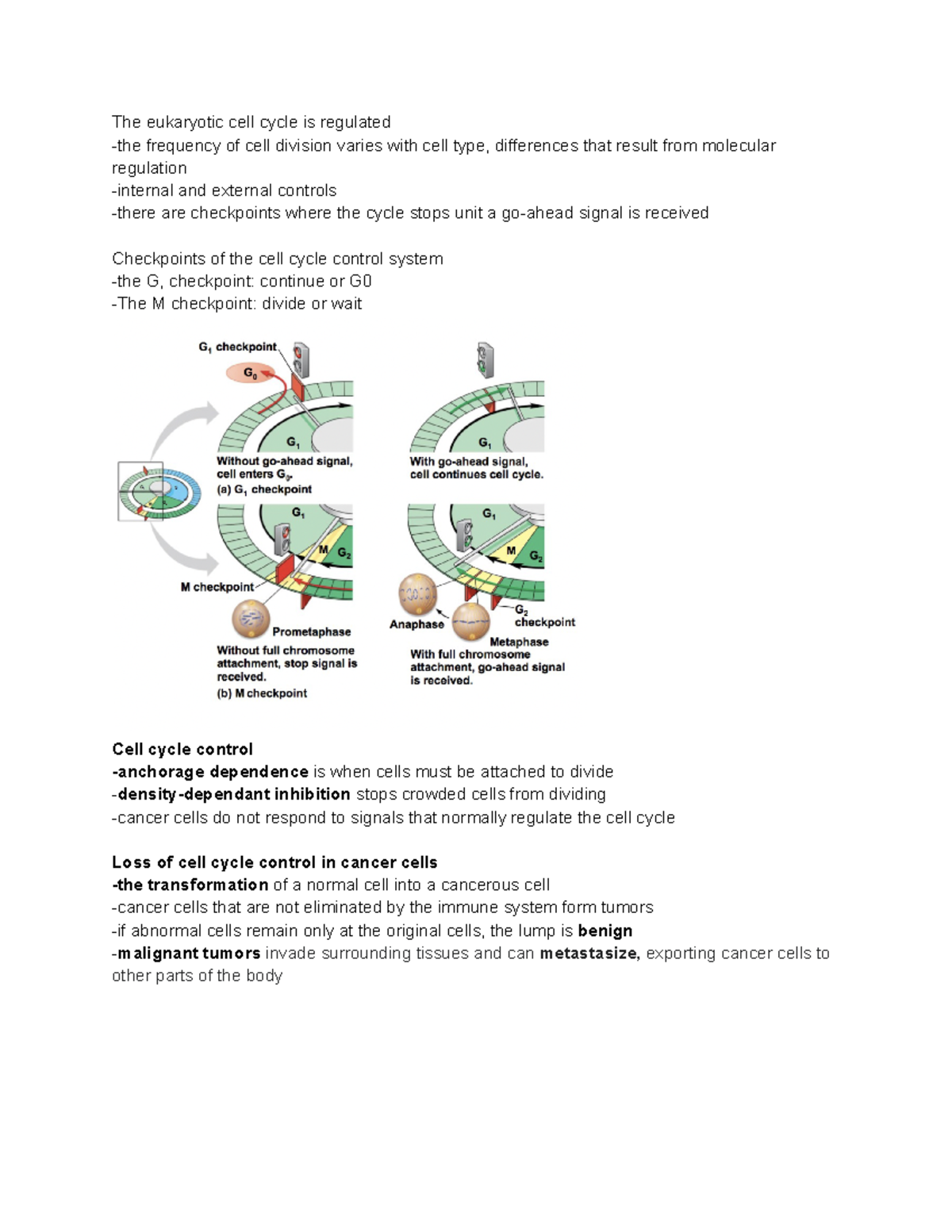 BIO LEC. Notes UNIT 3 - The eukaryotic cell cycle is regulated -the ...