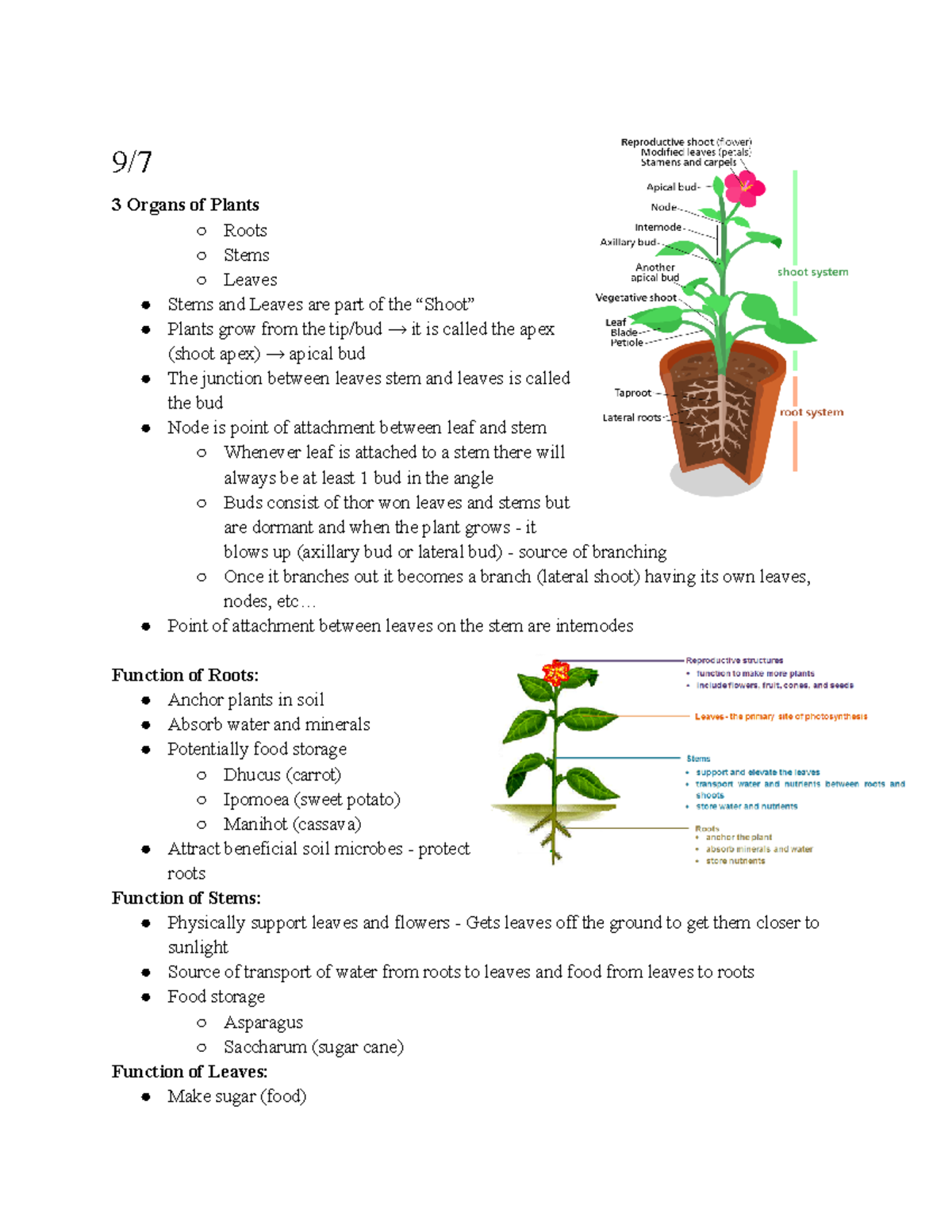 Notes - 9/ 3 Organs of Plants Roots Stems Leaves Stems and Leaves are ...