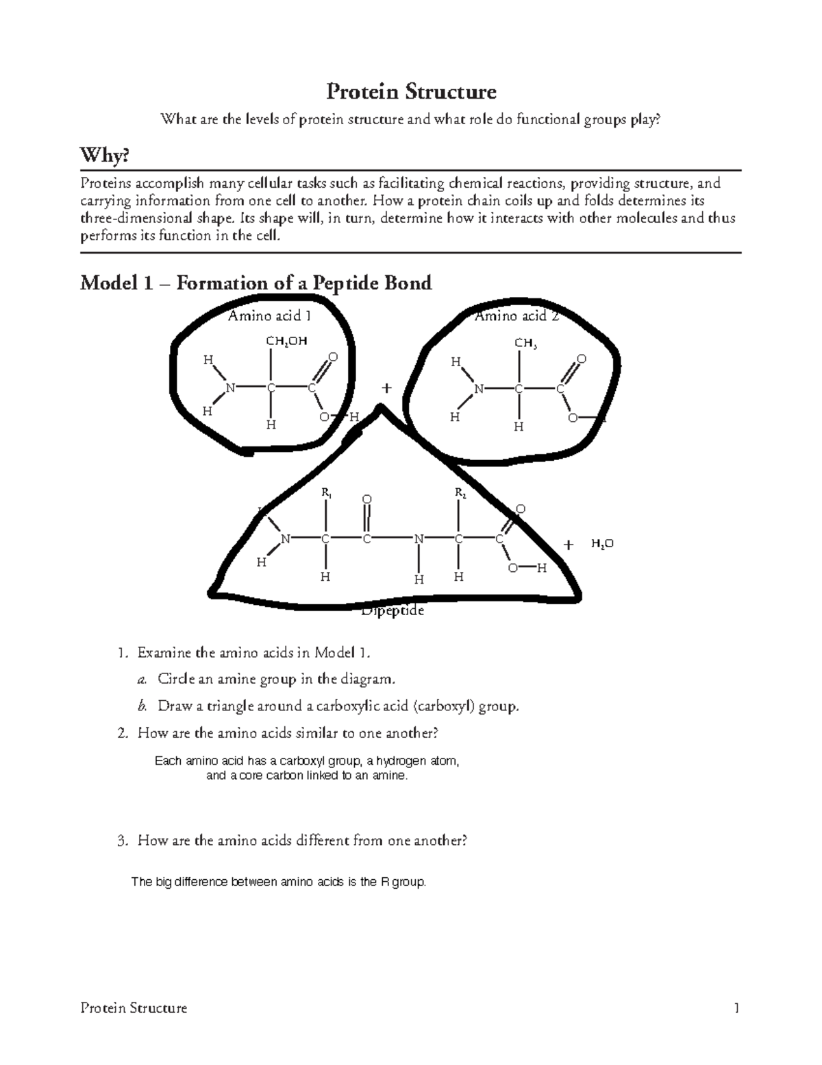 Lecture 6 7 BIO 181 Protein Structure and Function worksheet. F2021 - BIO  181 - ASU - Studocu
