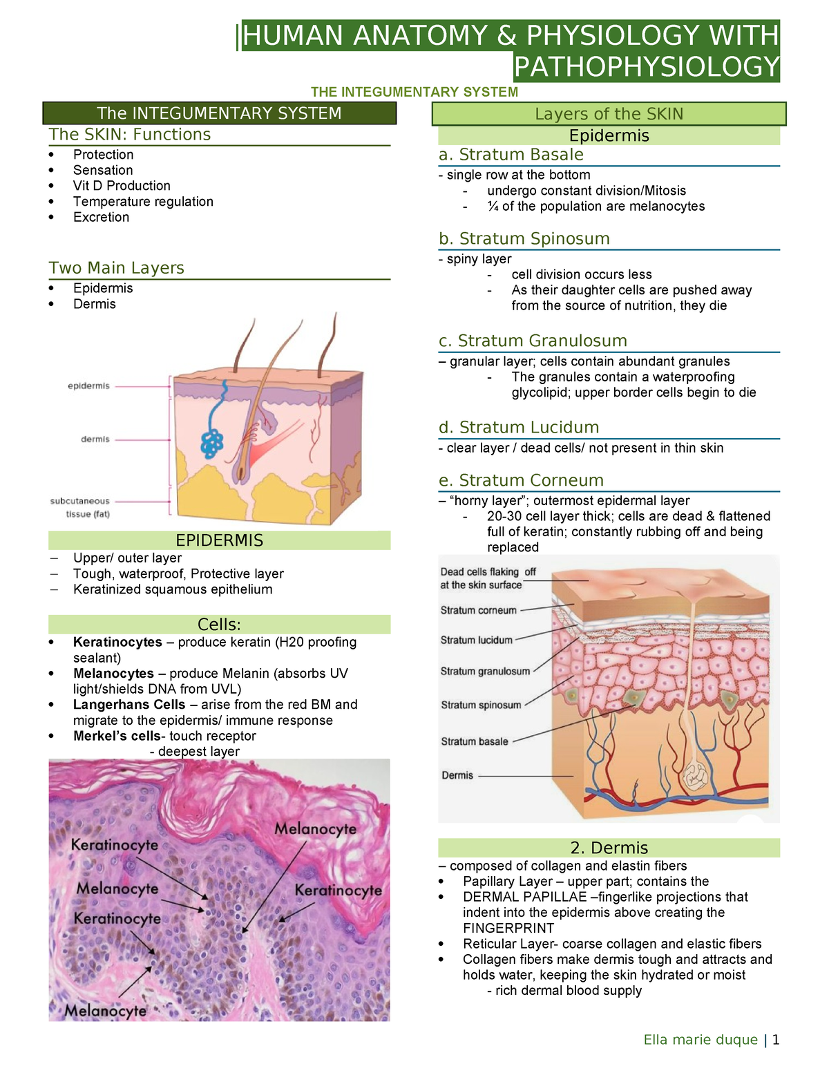 Anaphy Intigumentary System - prelim |HUMAN ANATOMY & PHYSIOLOGY WITH ...