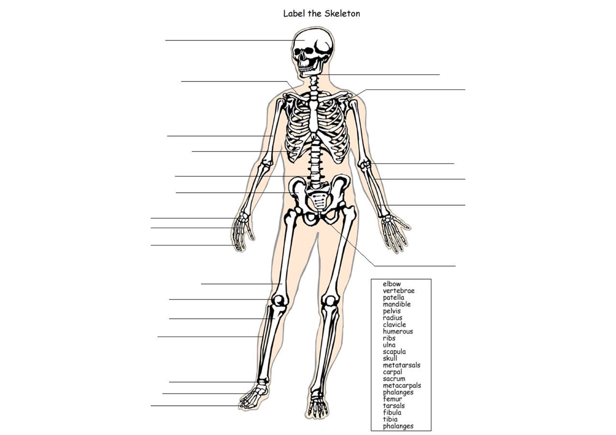 Learning With Anatomy - BSC 216 - Studocu