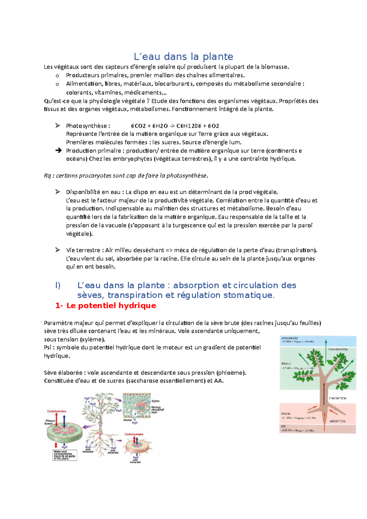 1 - L'eau dans la plante - Notes de cours 1 - L’eau dans la plante Les ...