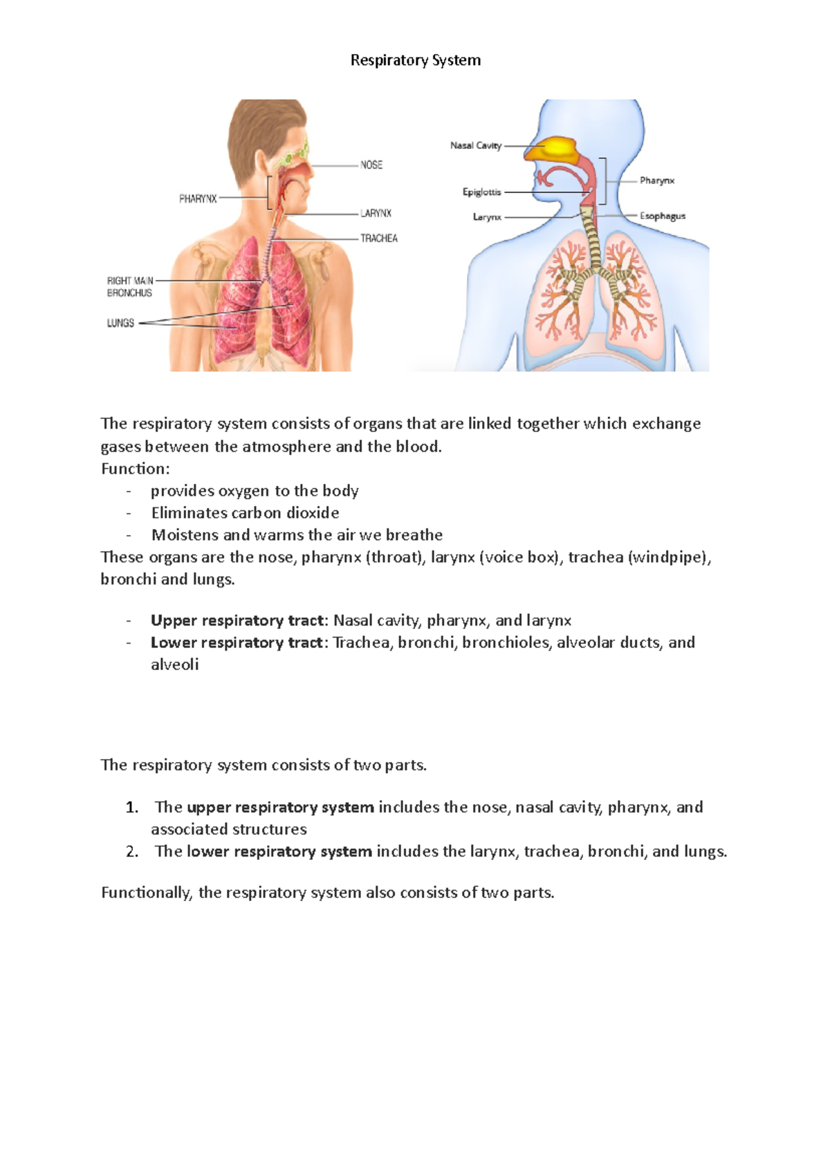 Respiratory Function provides oxygen to the body Eliminates