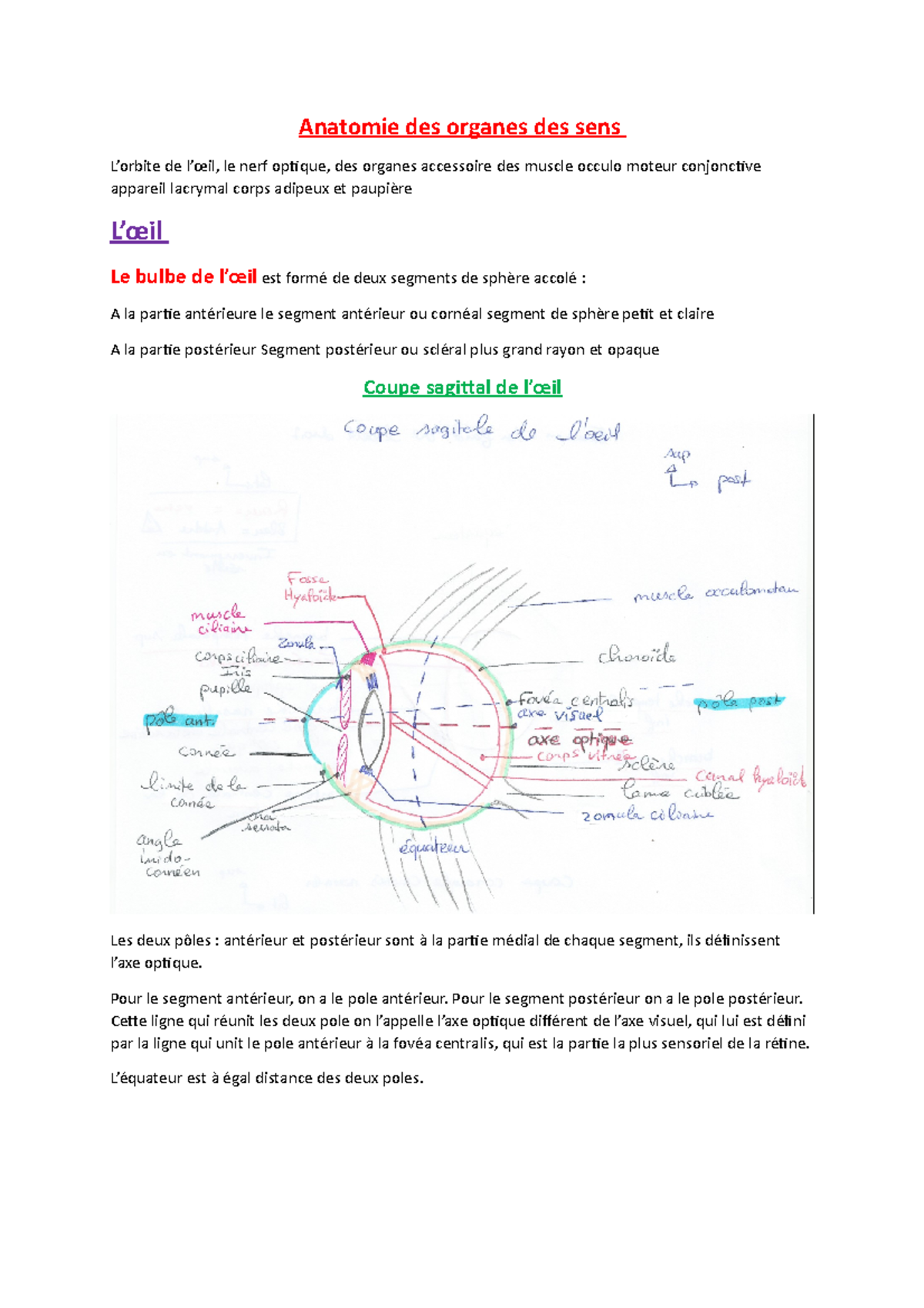 Anatomie des organes des sens - Anatomie des organes des sens L’orbite ...