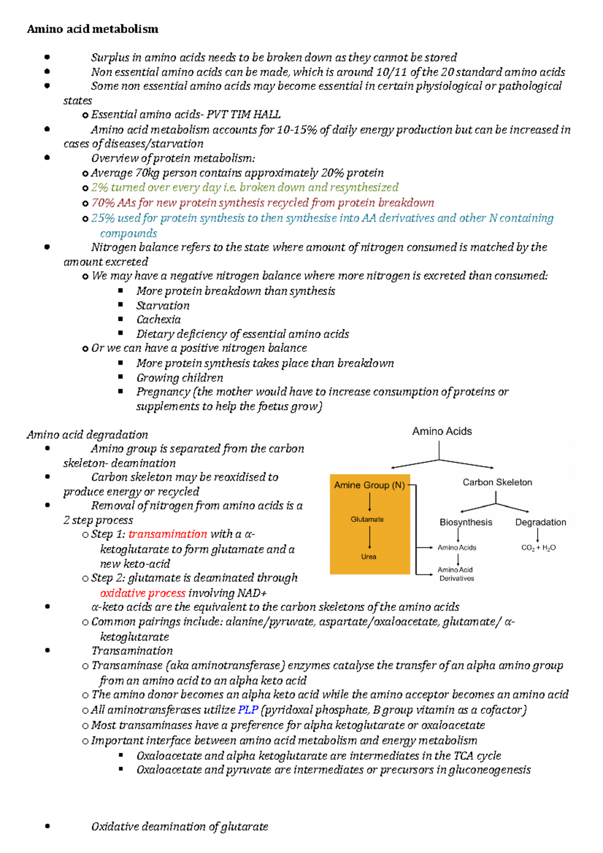 Amino acid metabolism - Summary Biochemistry - Amino acid metabolism ...