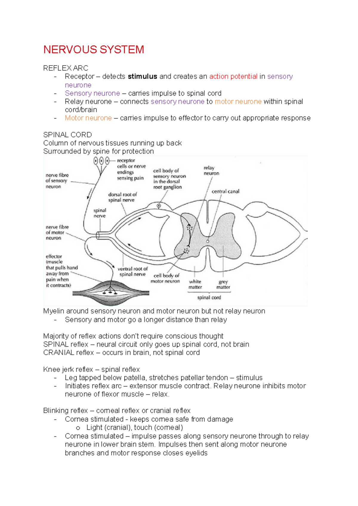 Nervous System - NERVOUS SYSTEM REFLEX ARC Receptor – detects stimulus ...