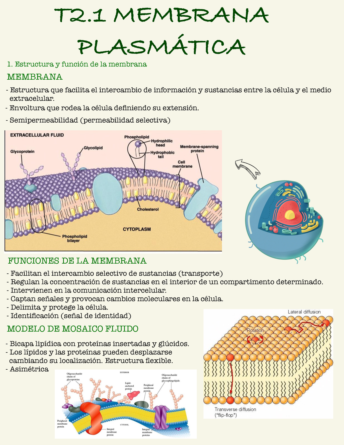 Tema 2 Apuntes T2 Membrana PlasmÁtica Membrana Estructura Y Función De La Membrana 1071