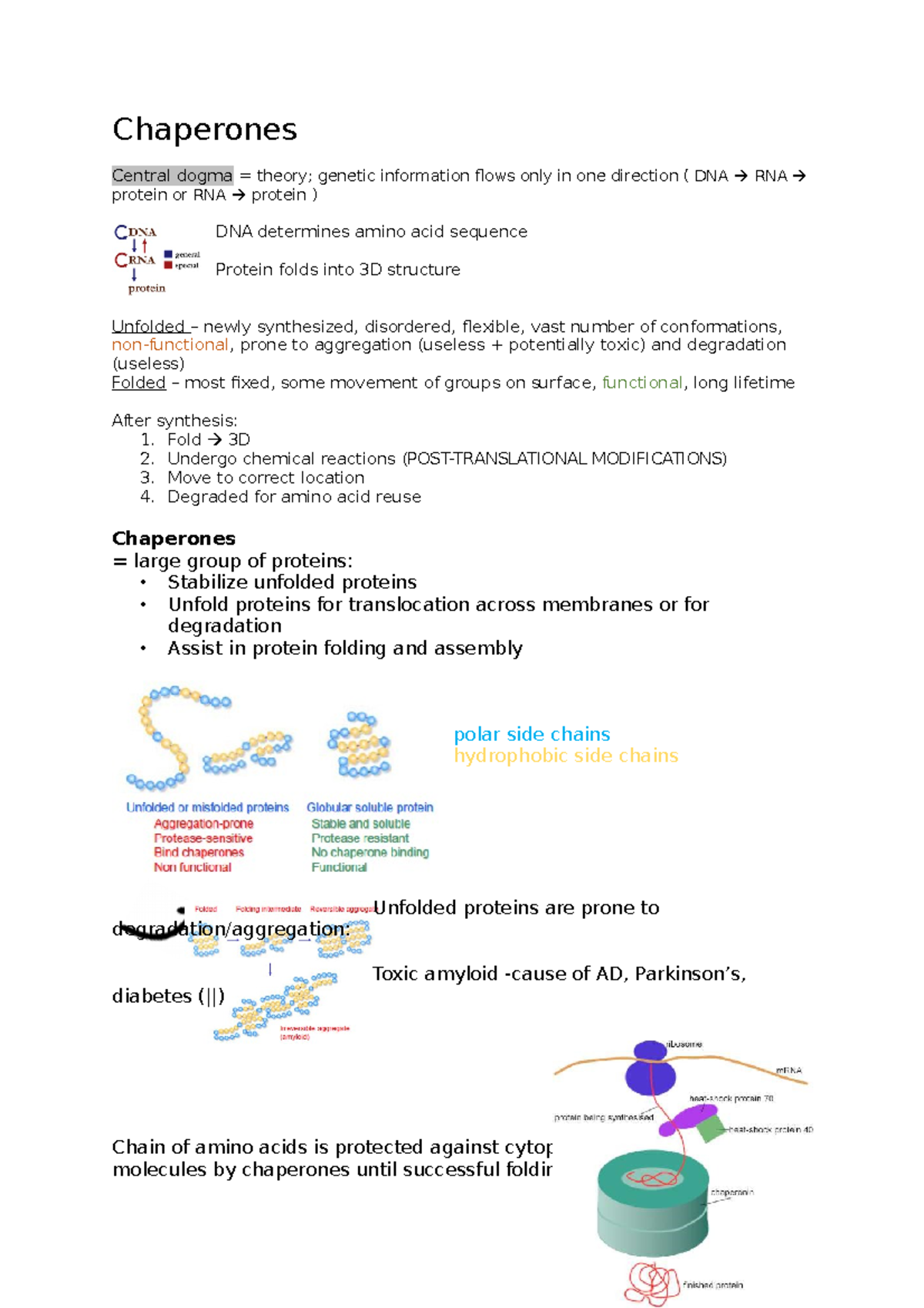 Chaperones - Chaperones Central dogma = theory; genetic information ...