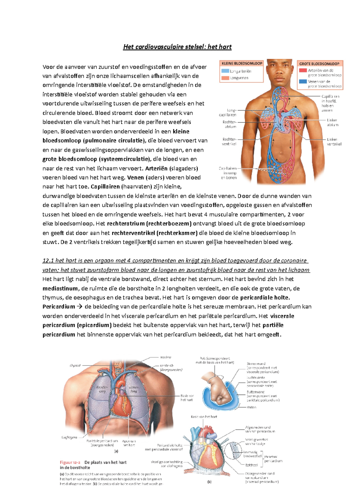 Samenvatting Het Cardiovasculaire Stelsel - Het Hart - Het ...