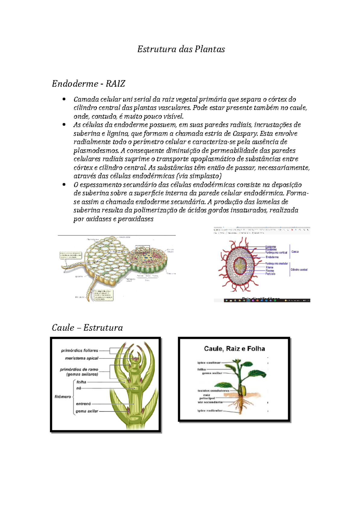 Estrutura das Plantas - Estrutura das Plantas Endoderme - RAIZ Camada ...