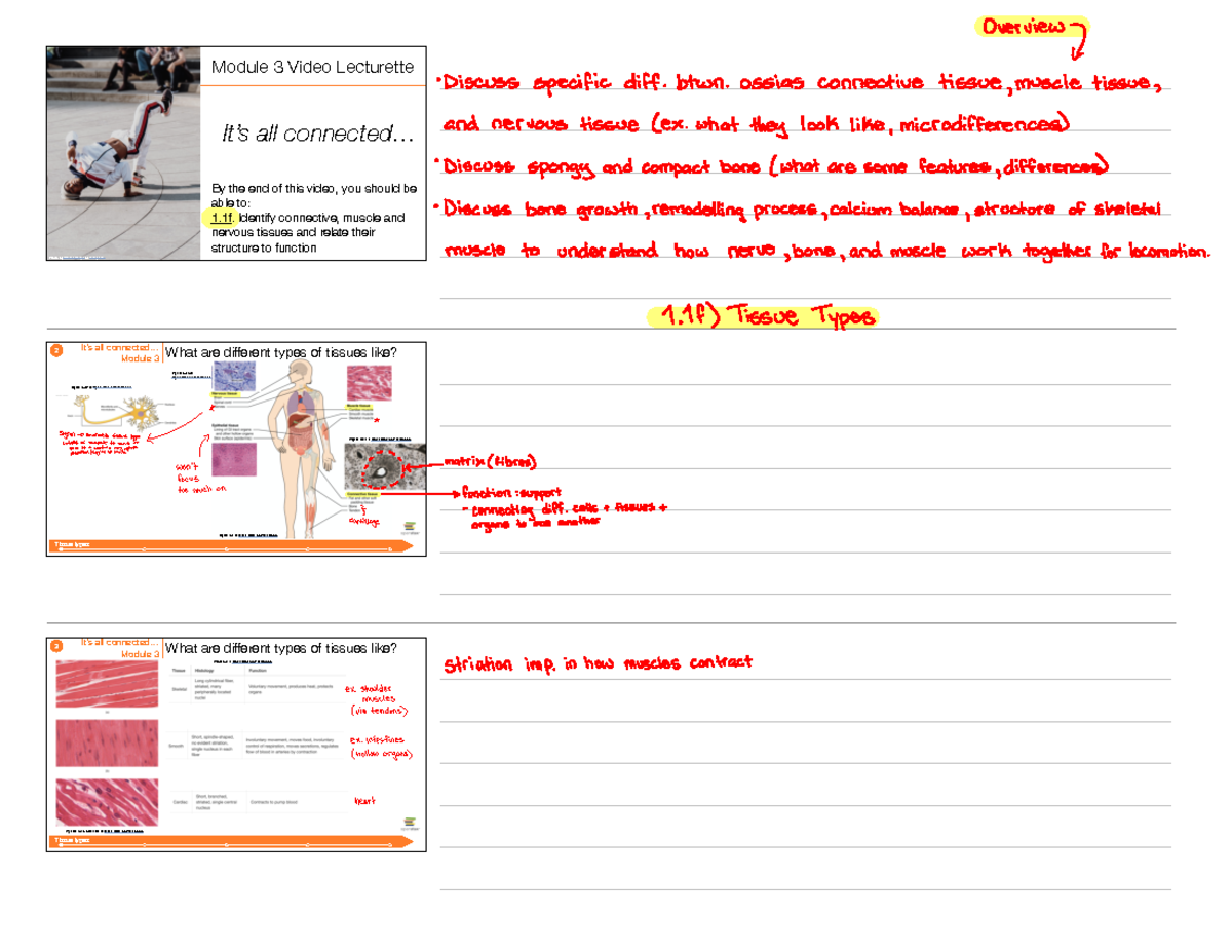 BIO208 Module 3 Vid Lecs Notes - Module 3 Video Lecturette It’s all ...