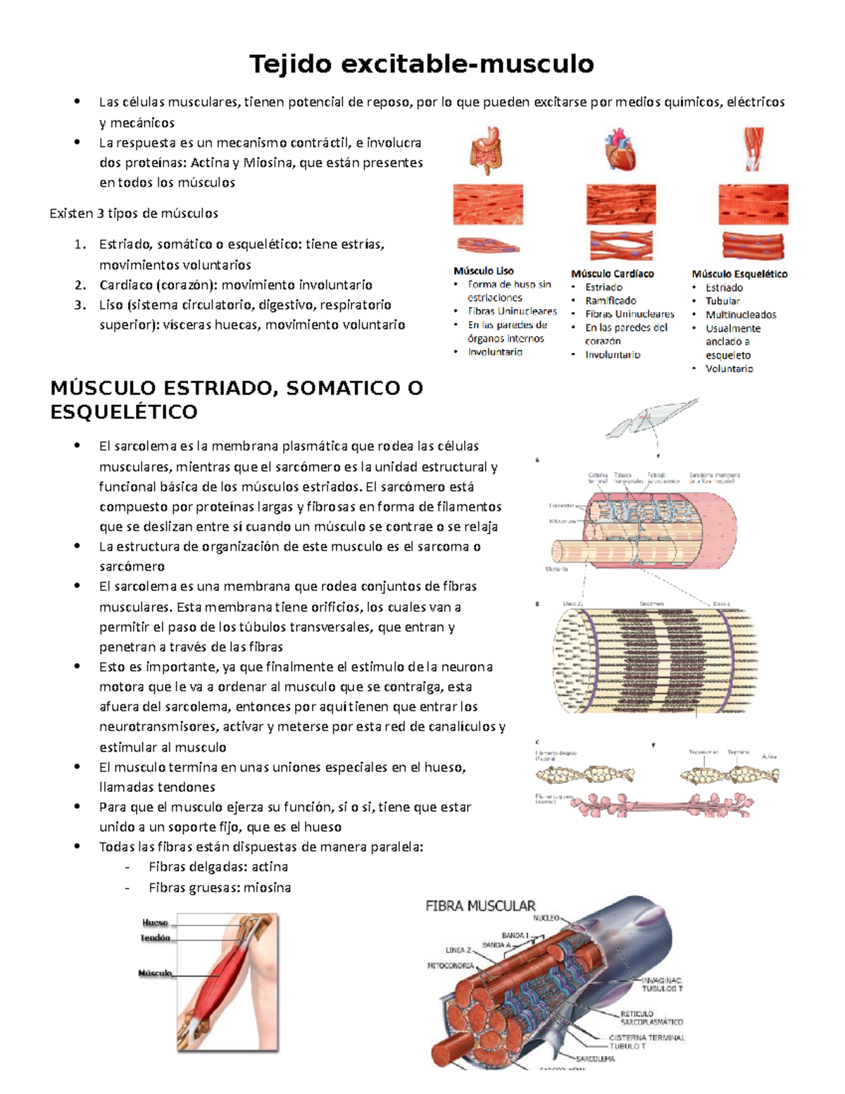 Tejido exitable-musculo - Estriado, somático o esquelético: tiene ...