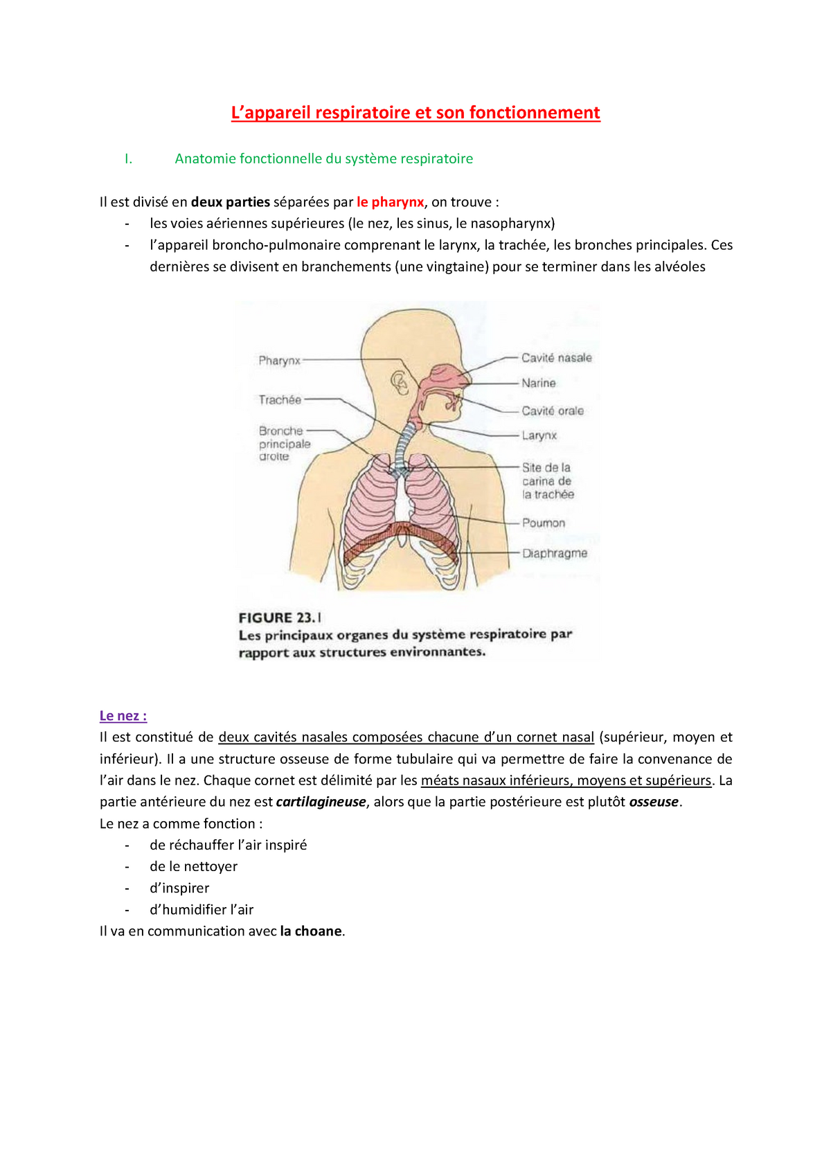 L’appareil Respiratoire Et Son Fonctionnement - Anatomie Fonctionnelle ...