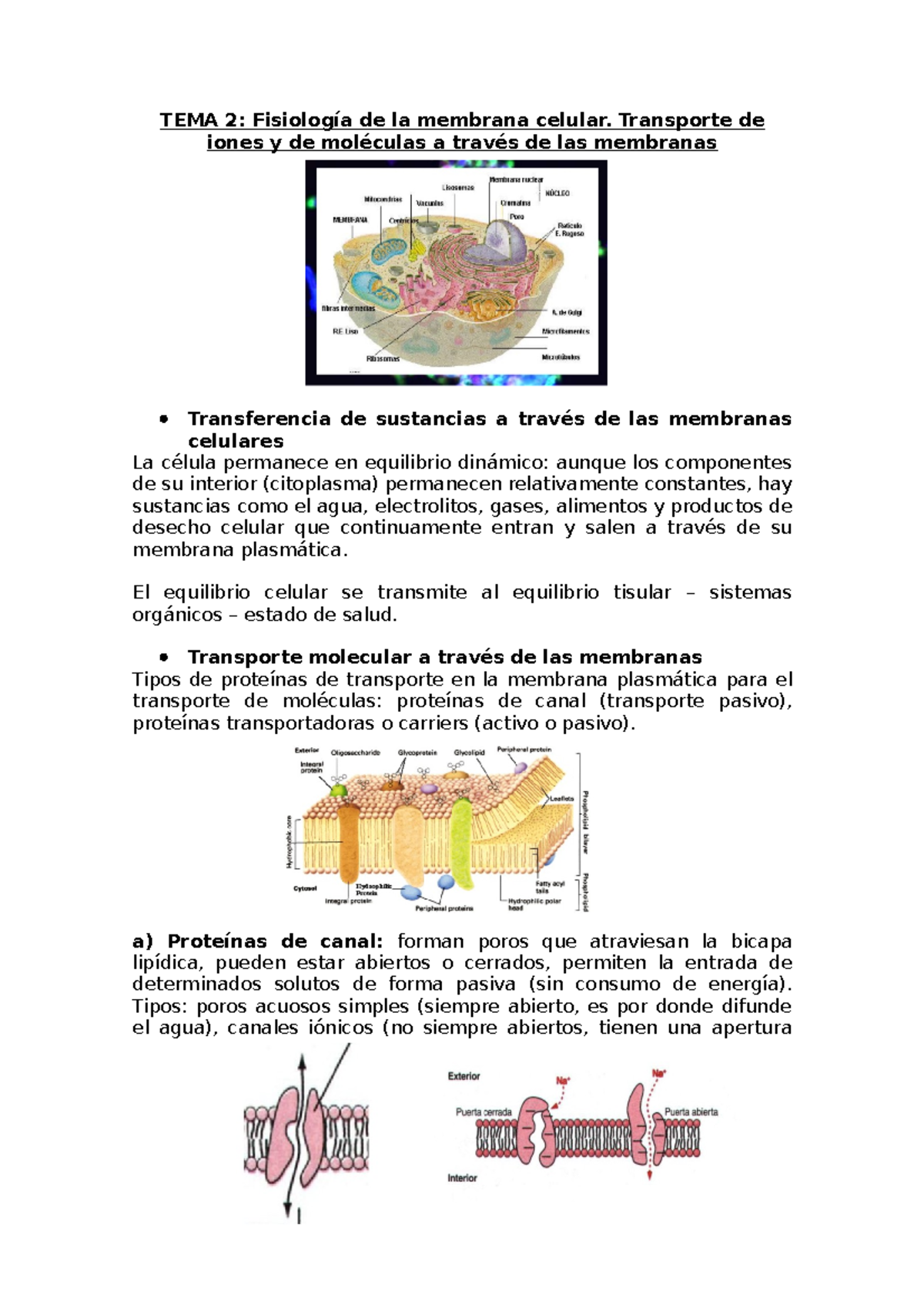 Fisiología Tema 02 - Apuntes 2 - TEMA 2: Fisiología De La Membrana ...