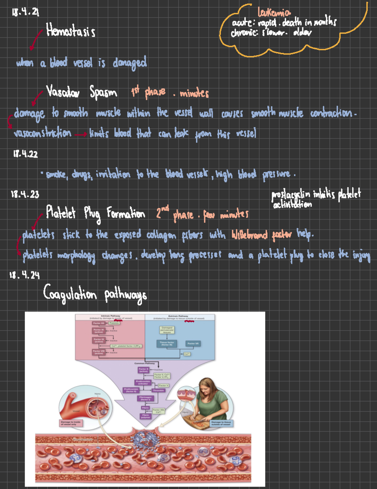 Chapter 18 - Cardiovascular System,: Blood - 18.4 Leukemia Acute ...