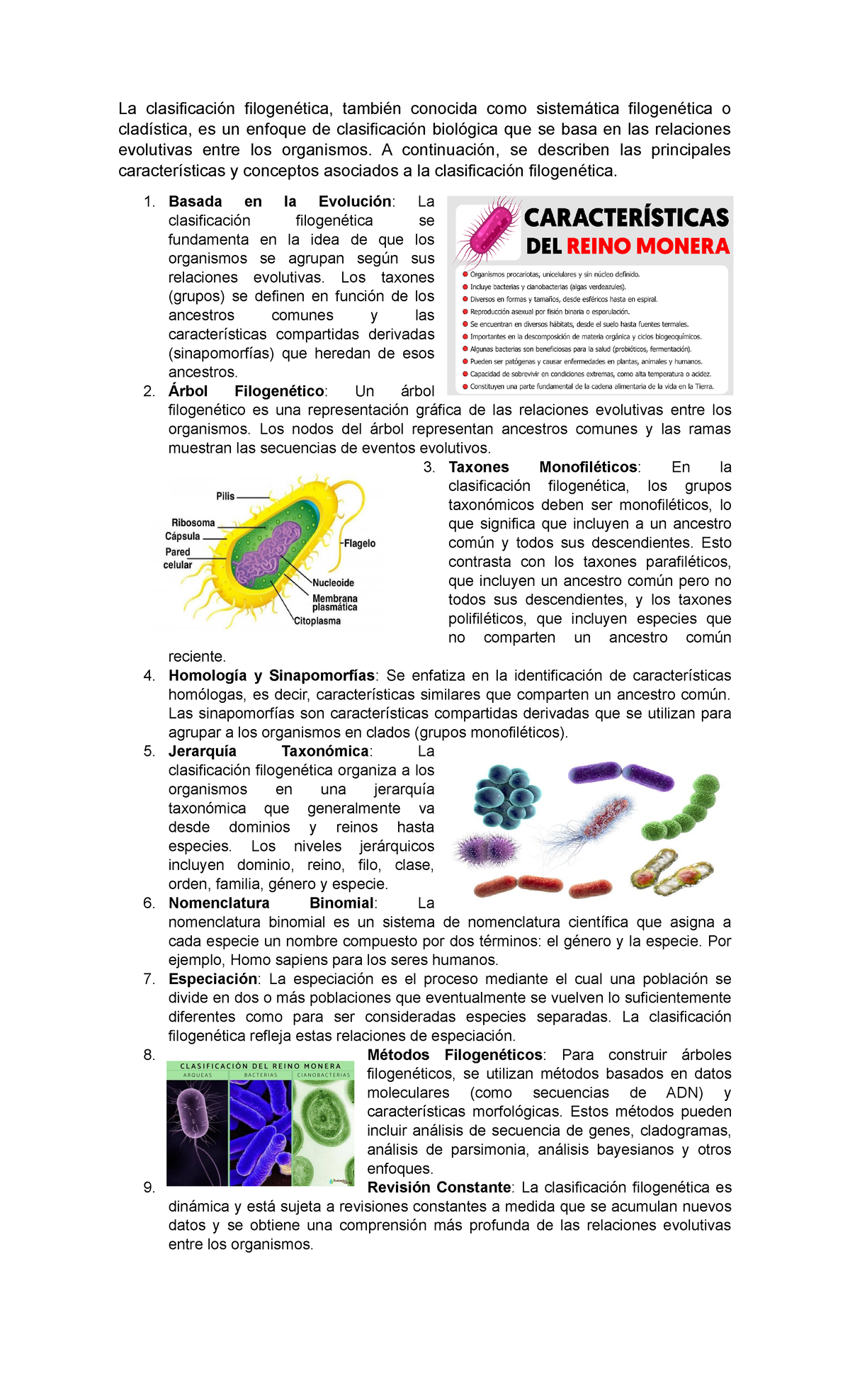 Clasificaci N Filogenetica La Clasificaci N Filogen Tica Tambi N Conocida Como Sistem Tica