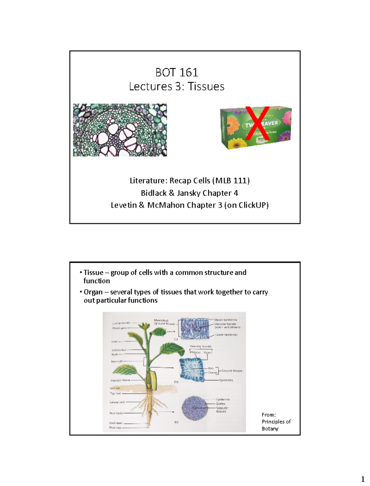 Lecture 3 - Tissues - Notes - BOT 161 Lectures 3: Tissues ...