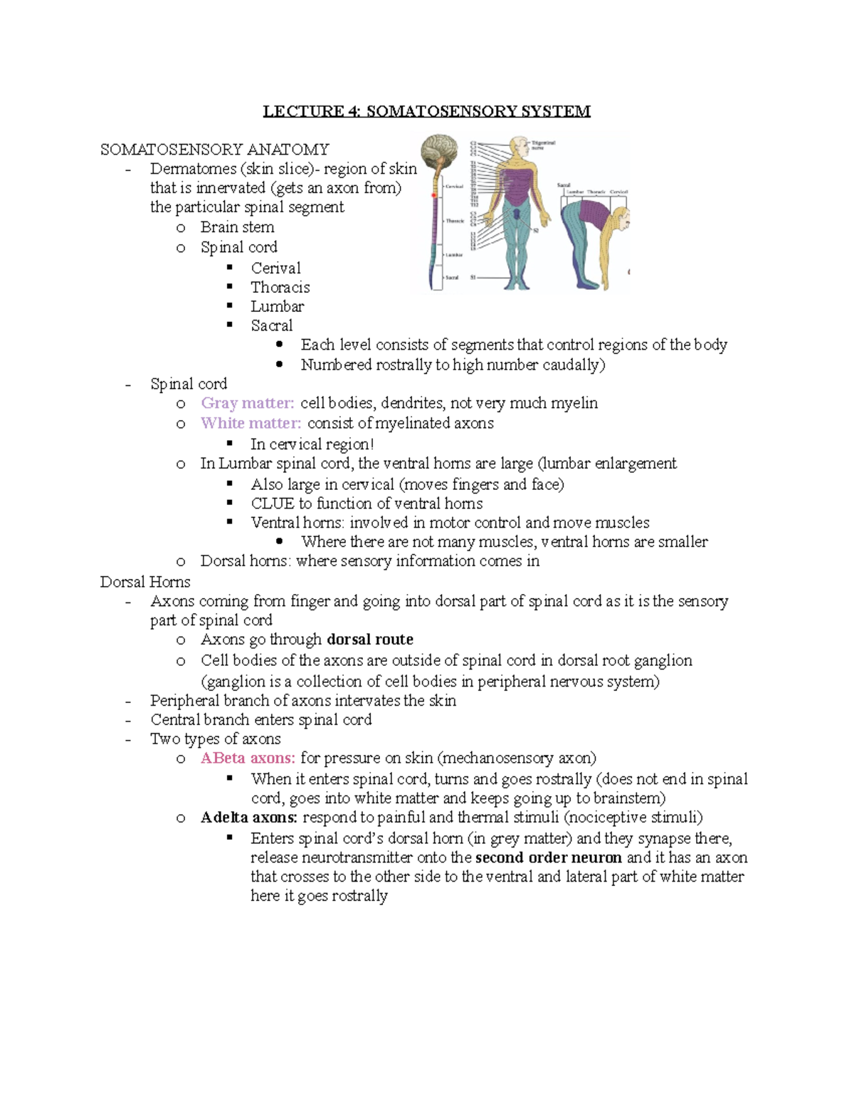 Lecture 4 - LECTURE 4: SOMATOSENSORY SYSTEM SOMATOSENSORY ANATOMY ...