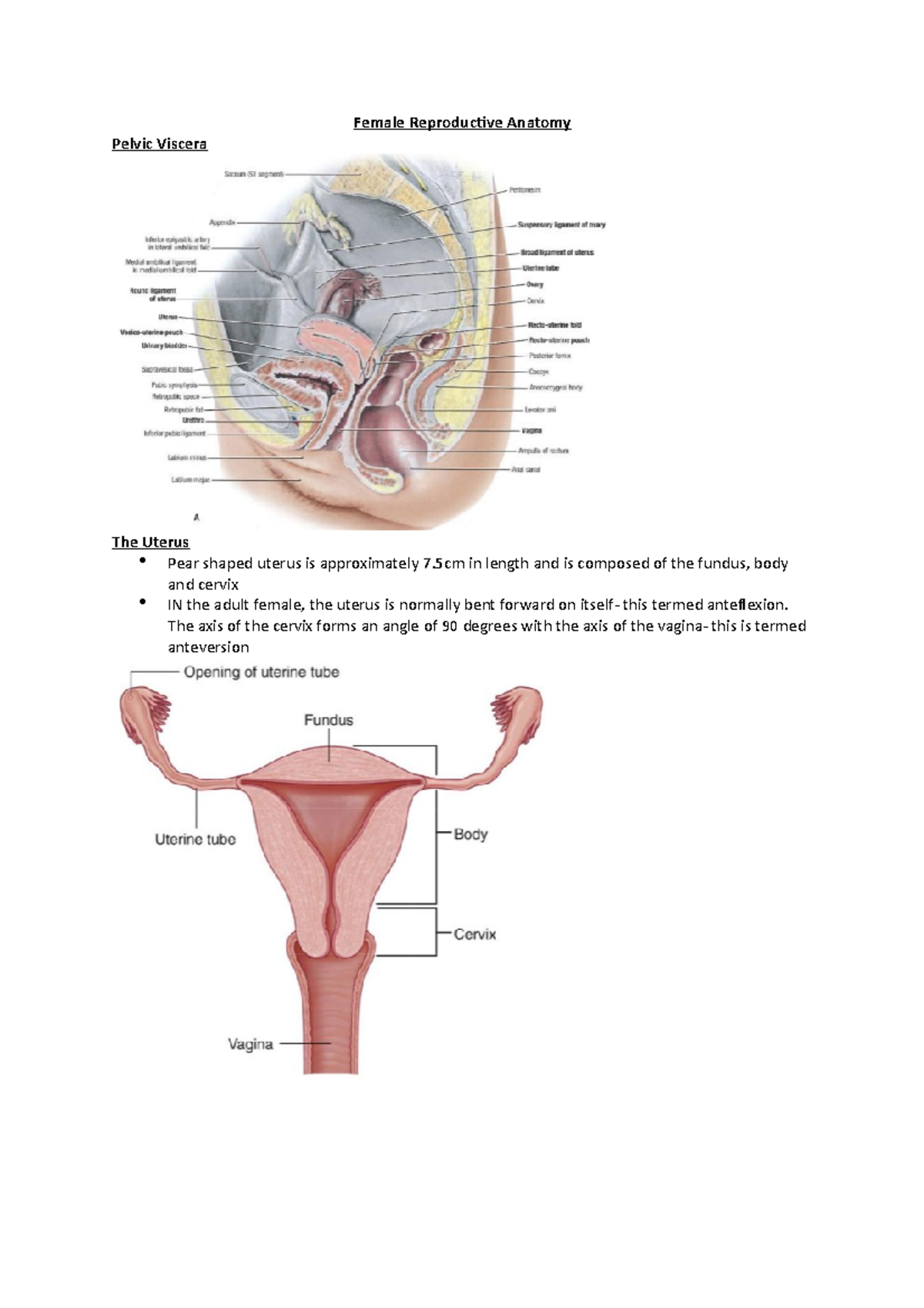 Female Reproductive Anatomy - Female Reproductive Anatomy Pelvic ...