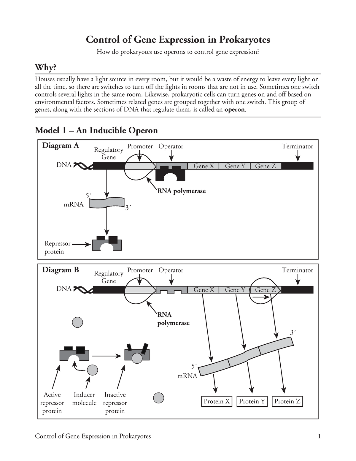 Ch 18 In Class Work 2 Worksheet Prof Ruby Control Of Gene Expression In Prokaryotes 1 