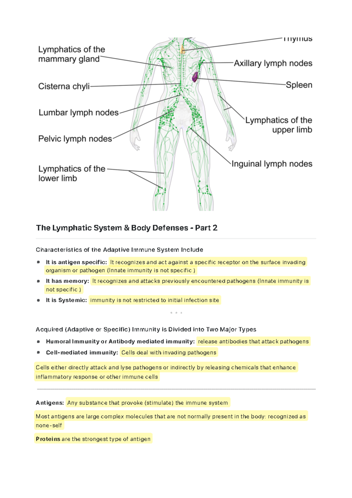 The Lymphatic System and Body Defenses - Part 2 - Studocu